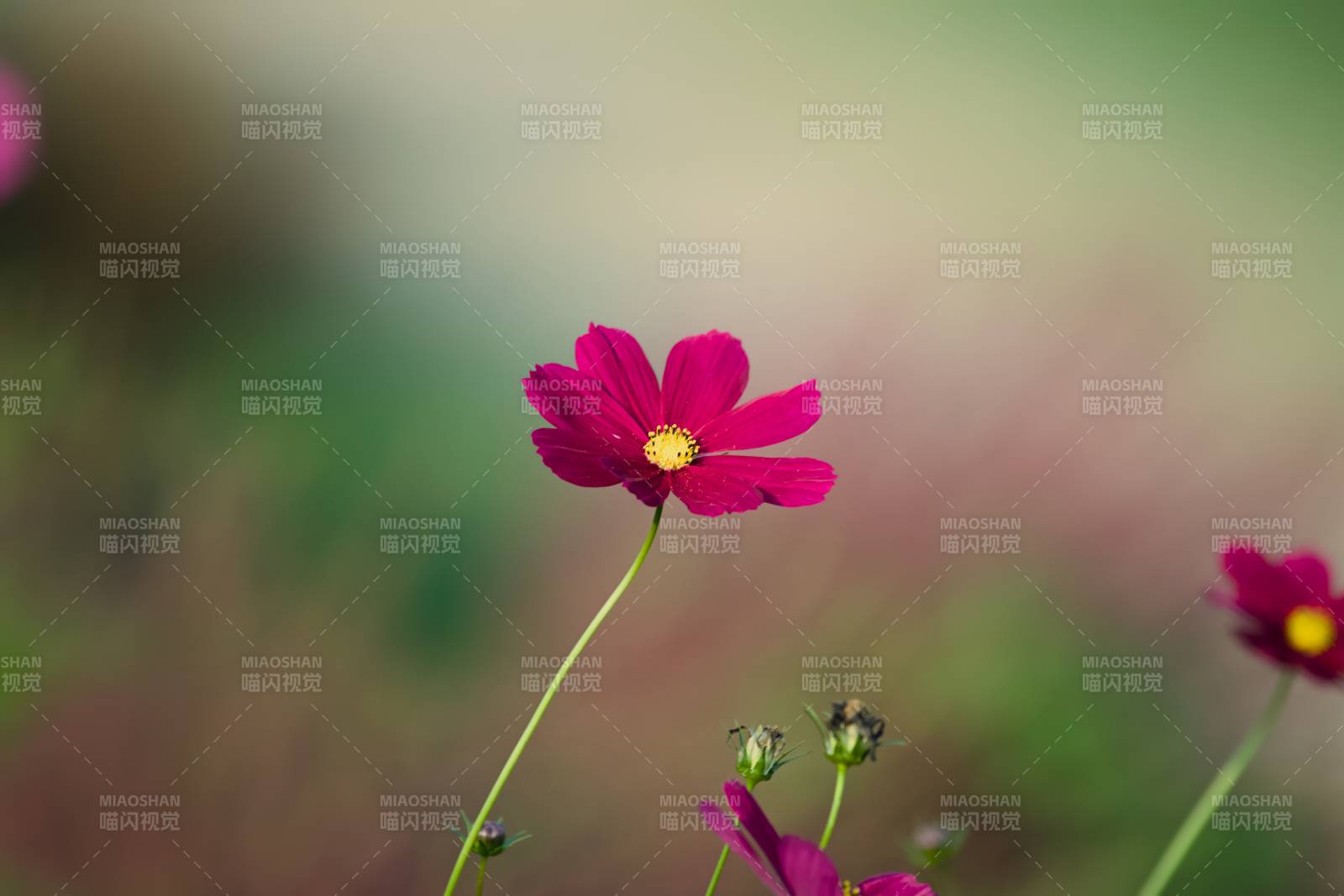 粉紅花朵在風中搖曳