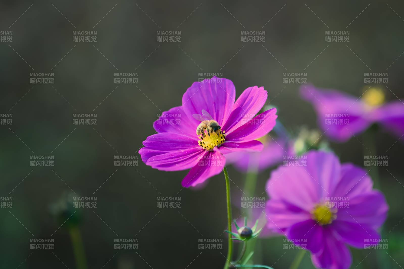 紫色花朵與蜜蜂共舞