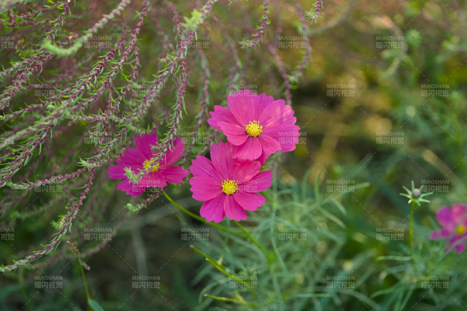 粉紅花朵與綠葉相伴