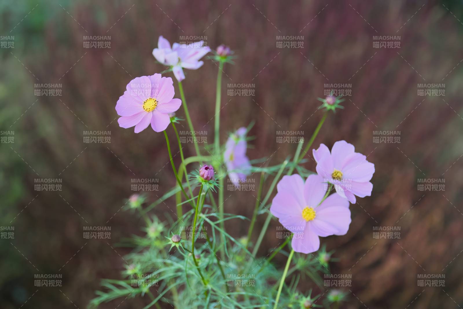 紫色小花在風中搖曳