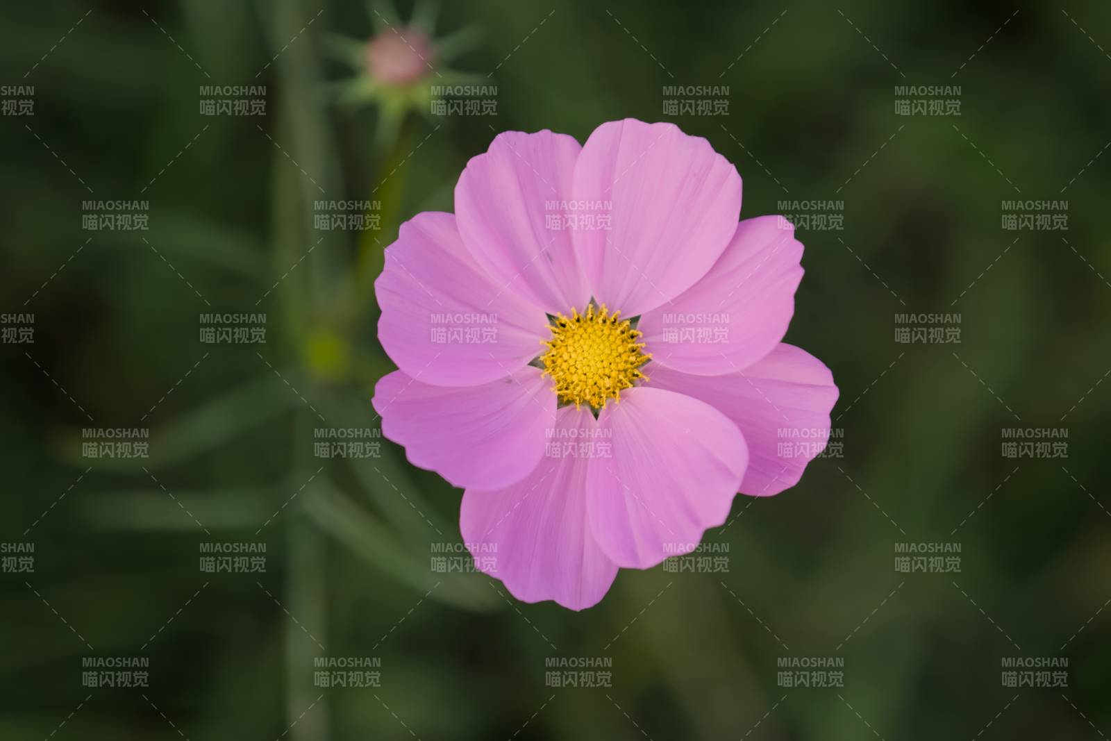 粉色花朵的美麗瞬間