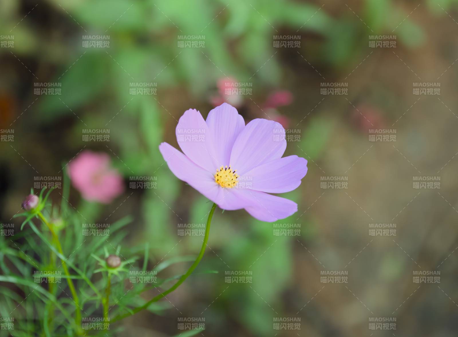 紫色花朵在綠葉中綻放