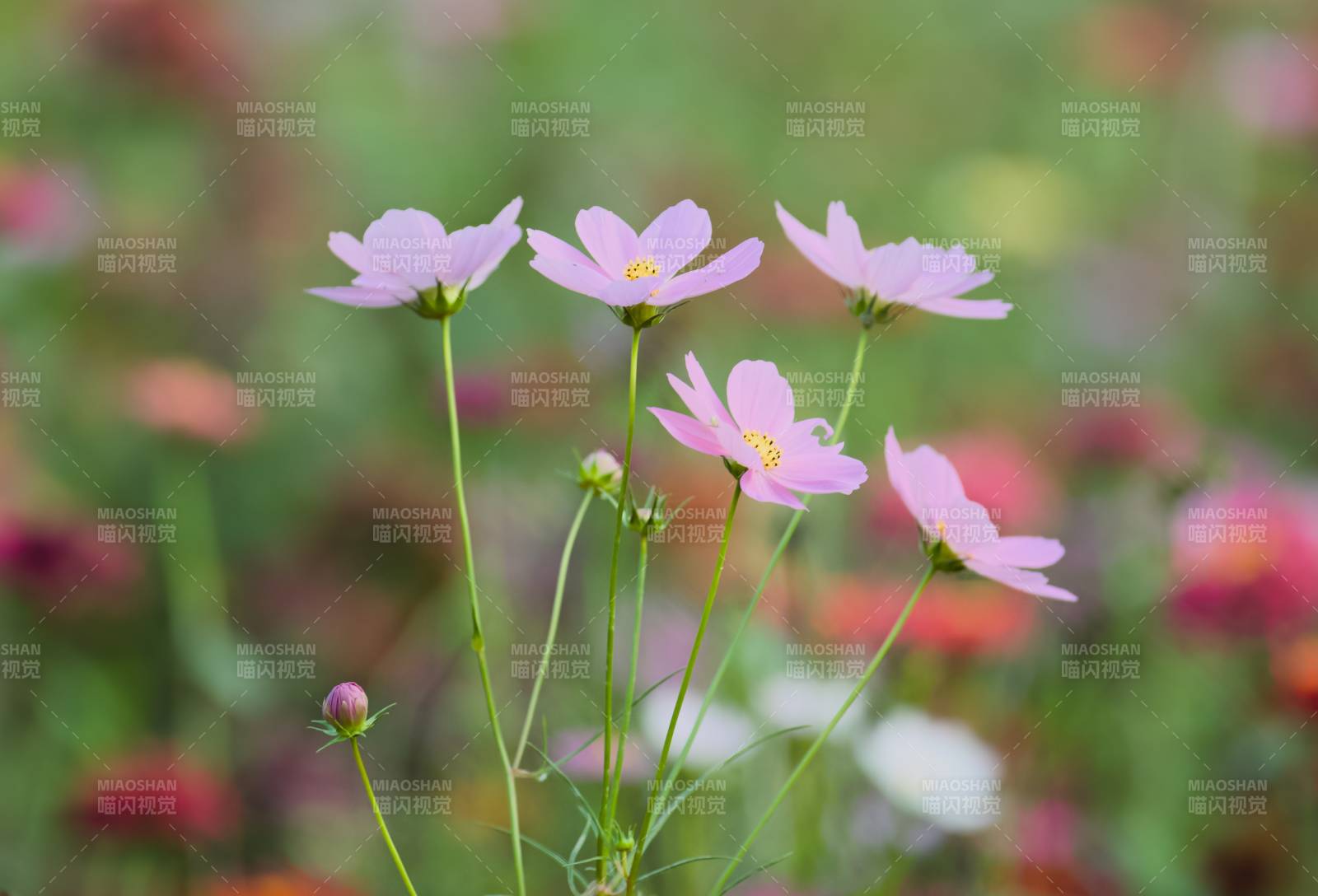 粉色花朵在風(fēng)中搖曳