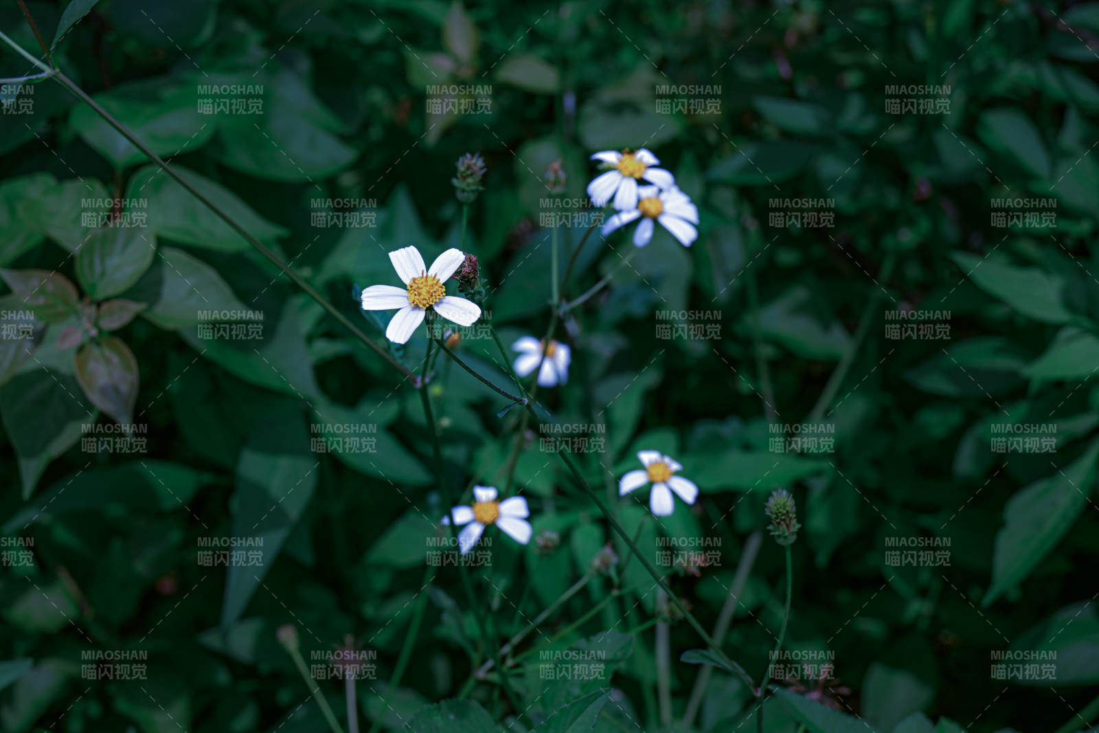 野花叢中的白色小雛菊