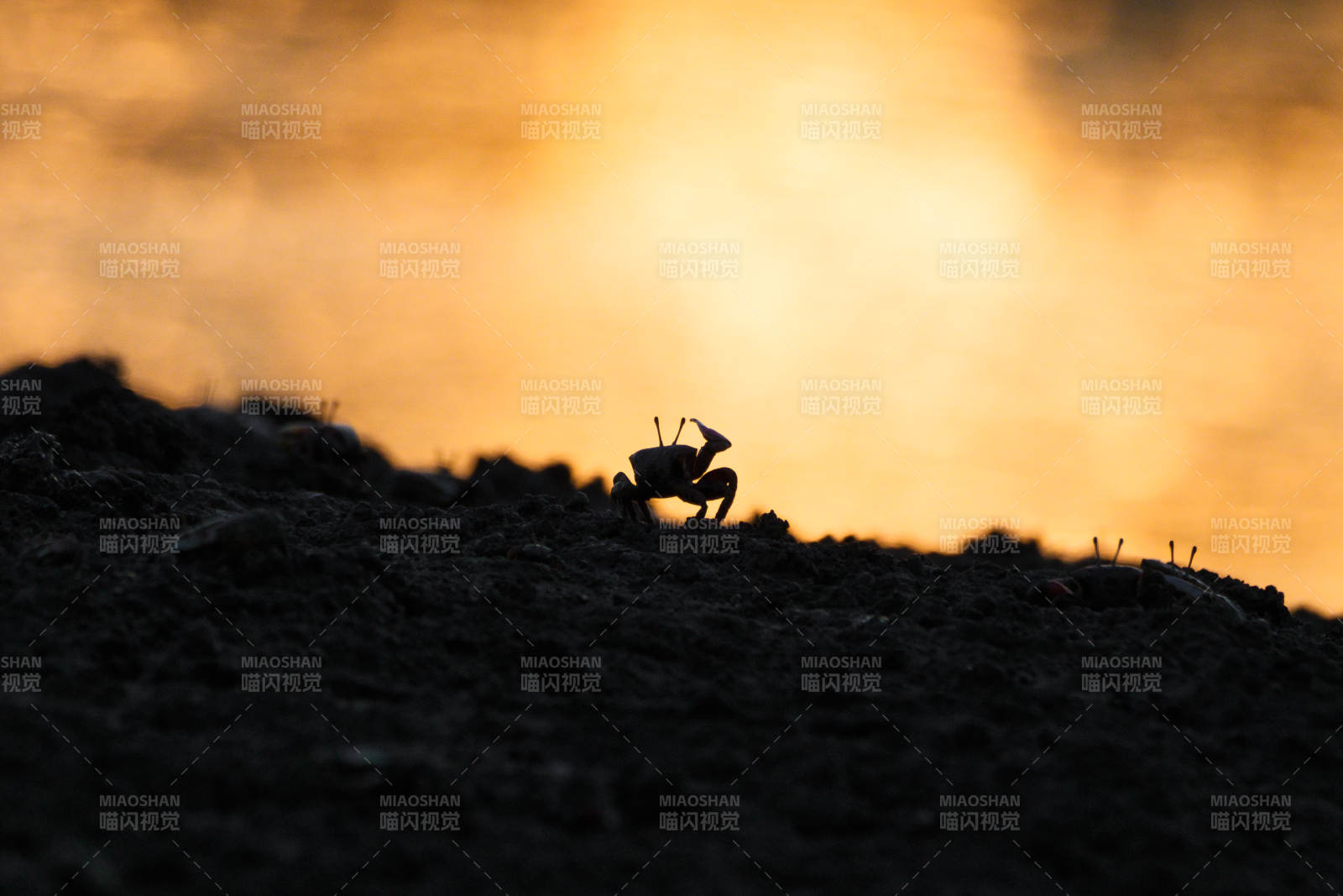 夕陽下的螃蟹剪影