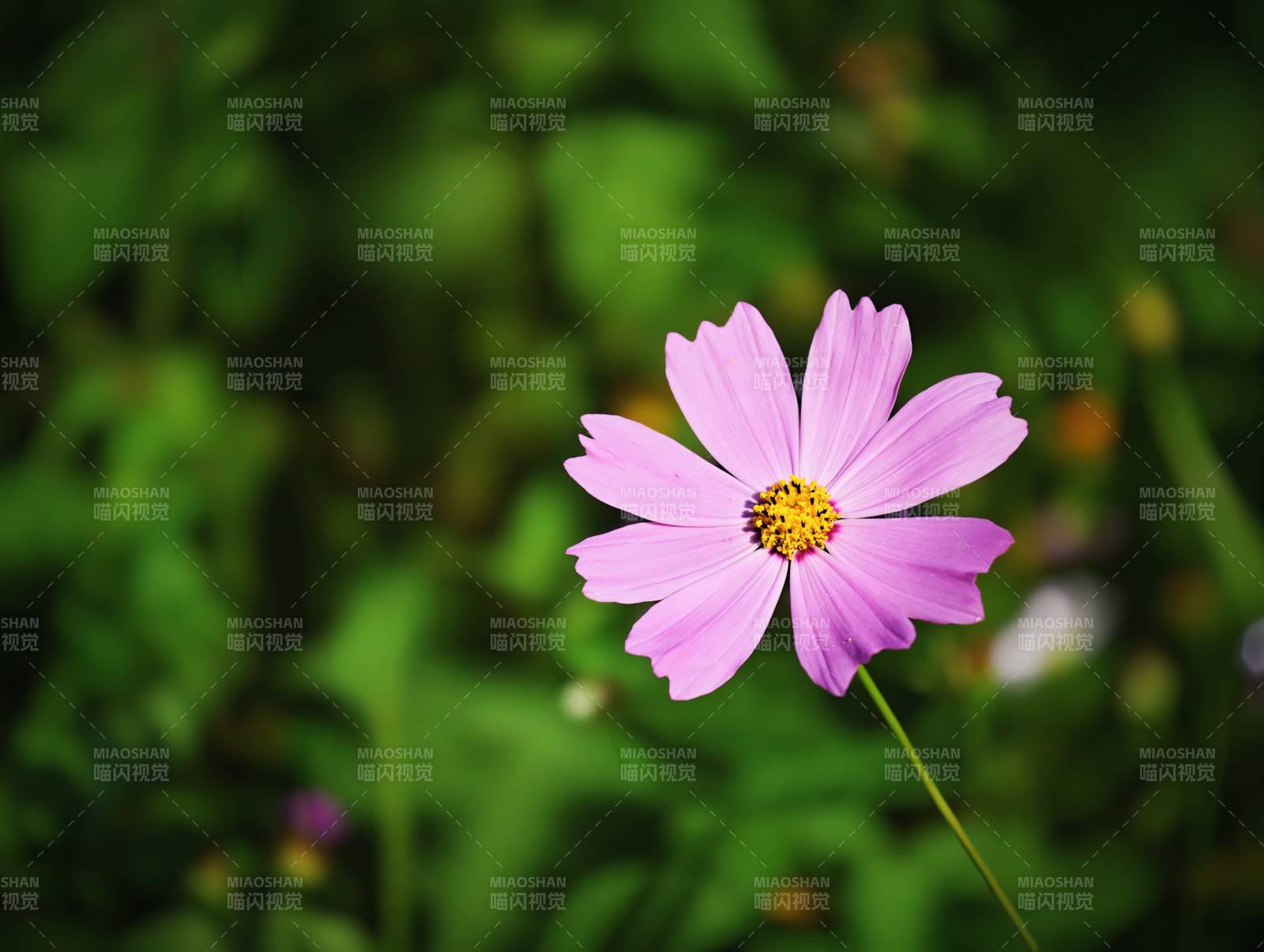 格桑花在綠葉中綻放