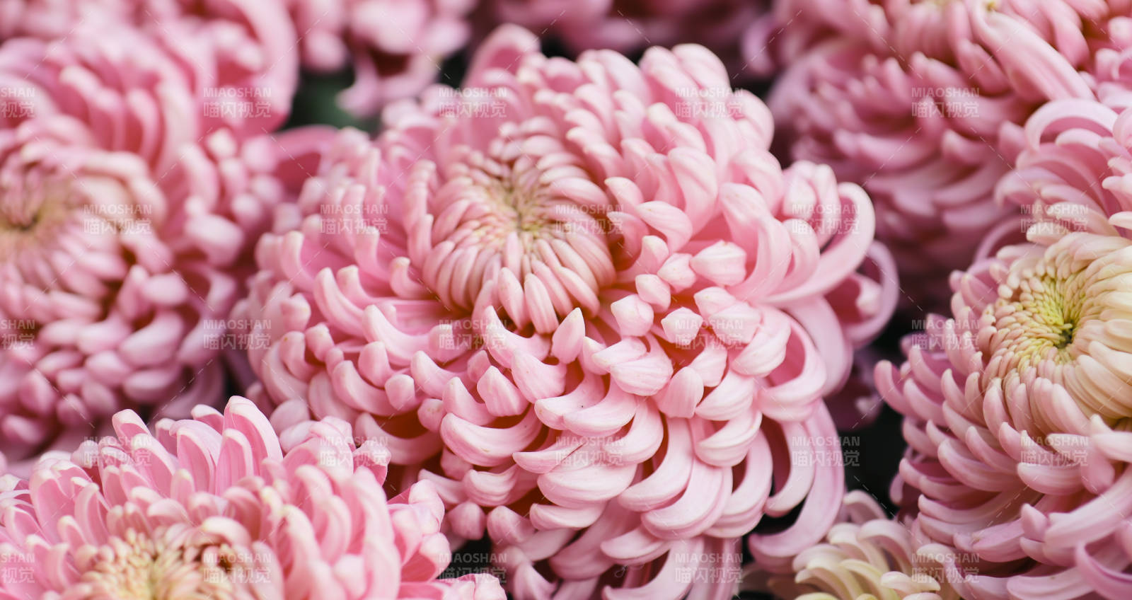 粉色菊花綻放之美