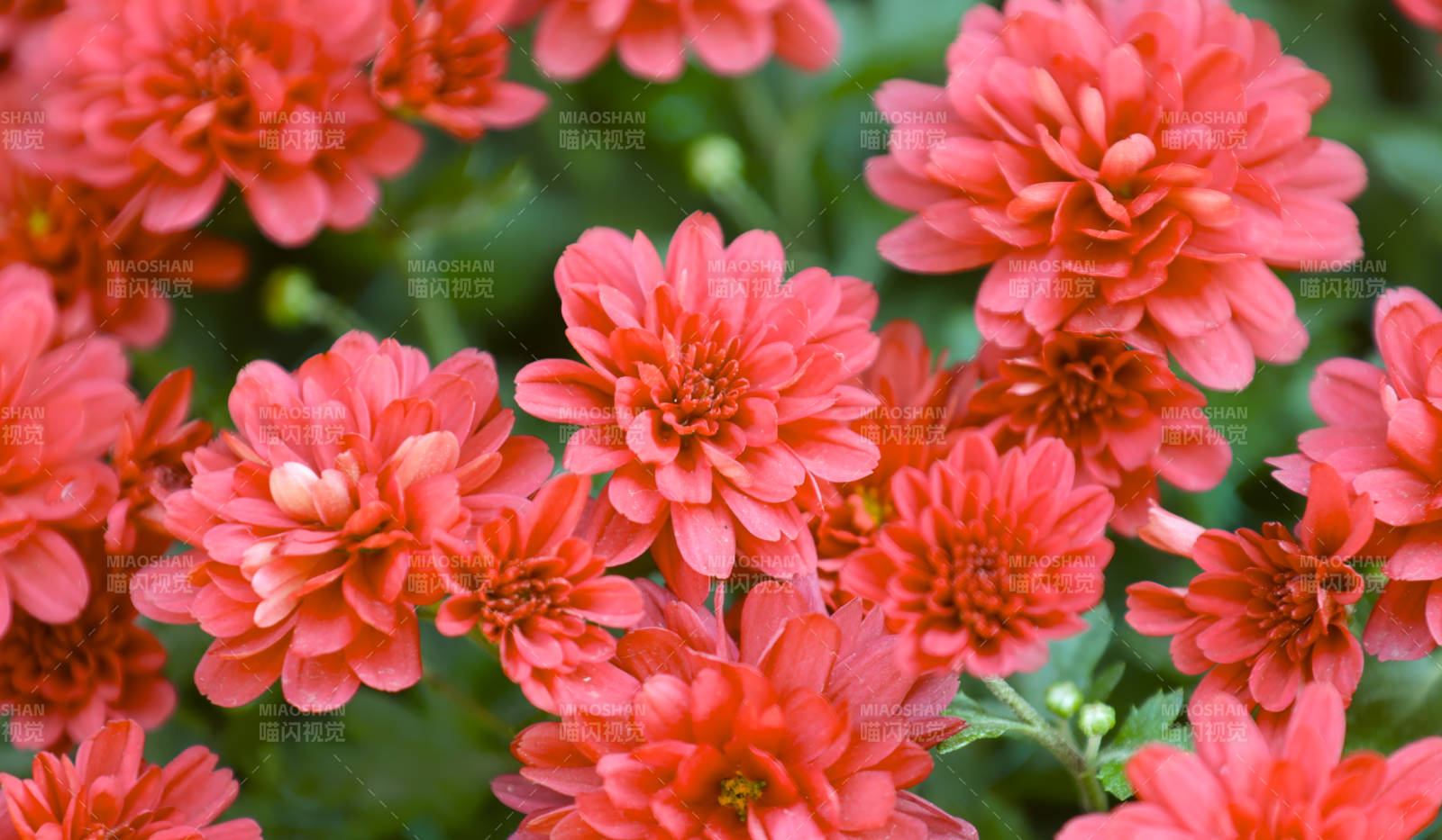 紅色菊花綻放的美麗瞬間