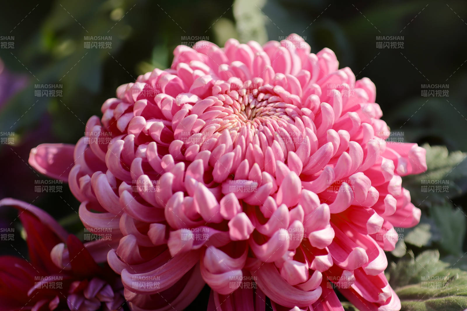粉色菊花綻放美麗瞬間