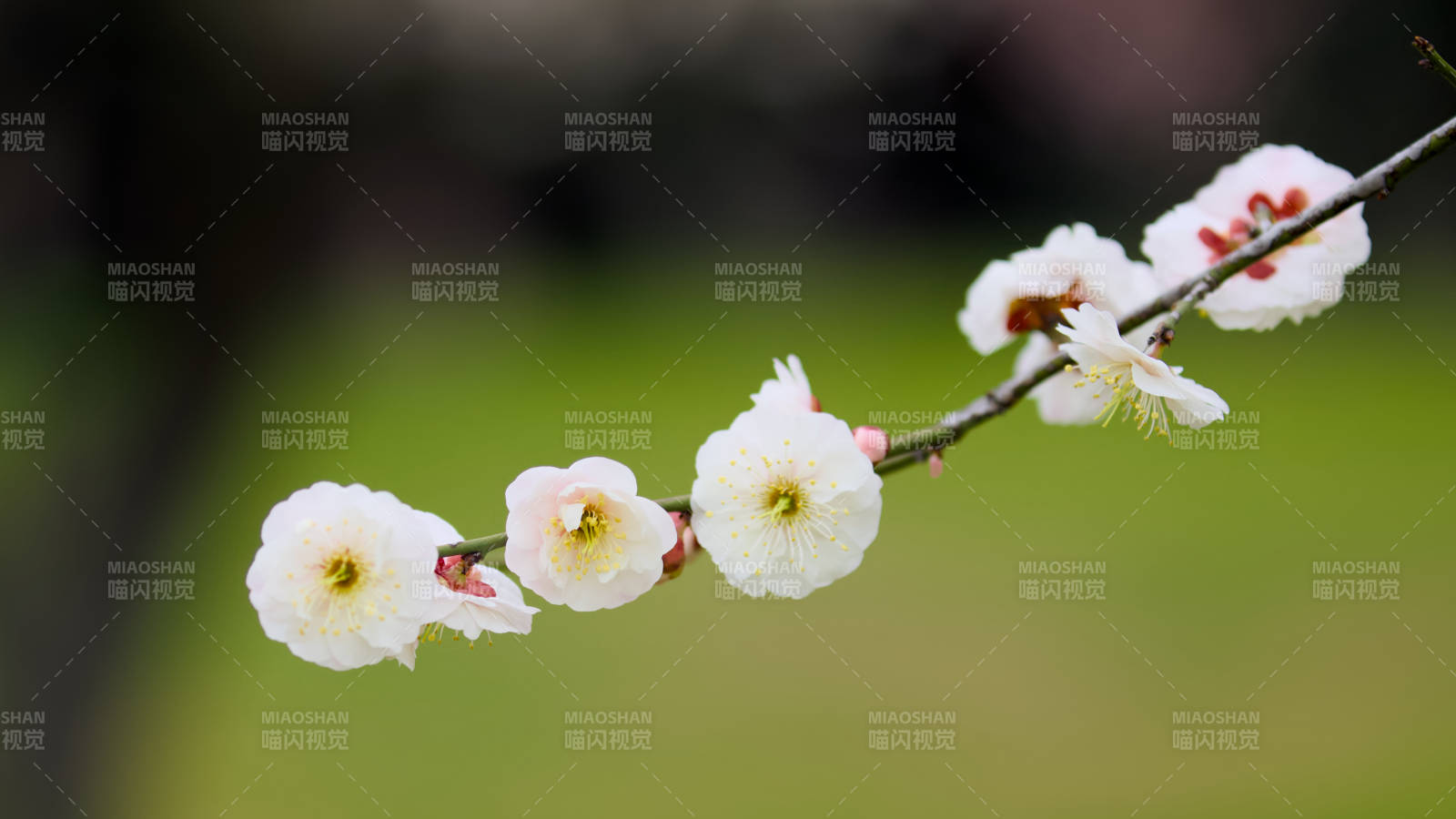 冬日梅花綻放枝頭