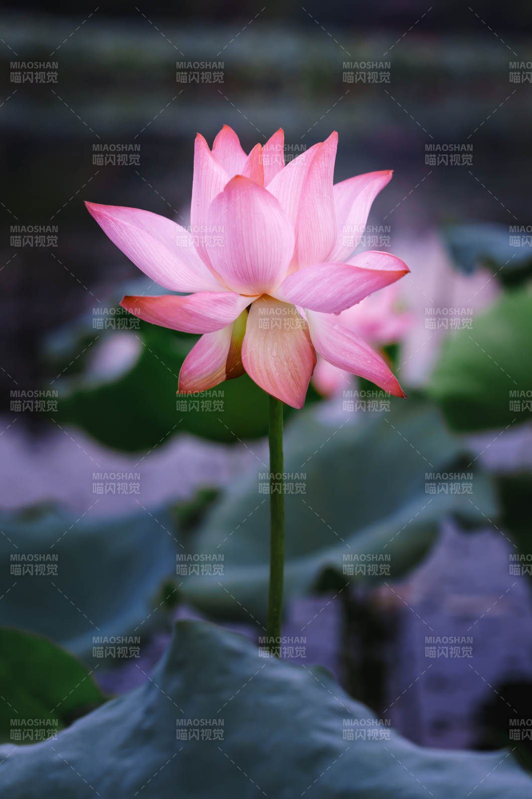 粉嫩蓮花靜謐綻放