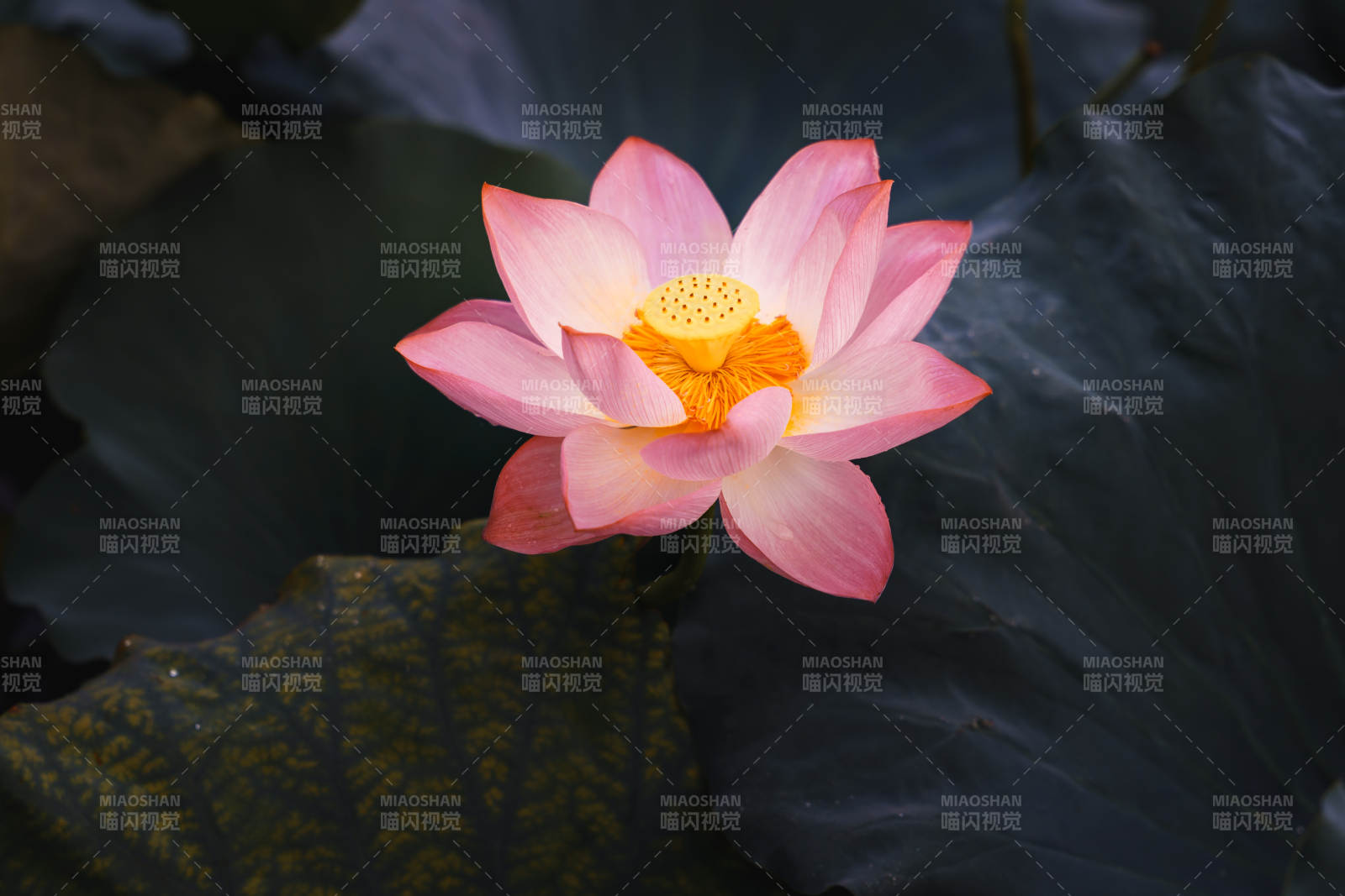 粉蓮靜綻 幽香四溢