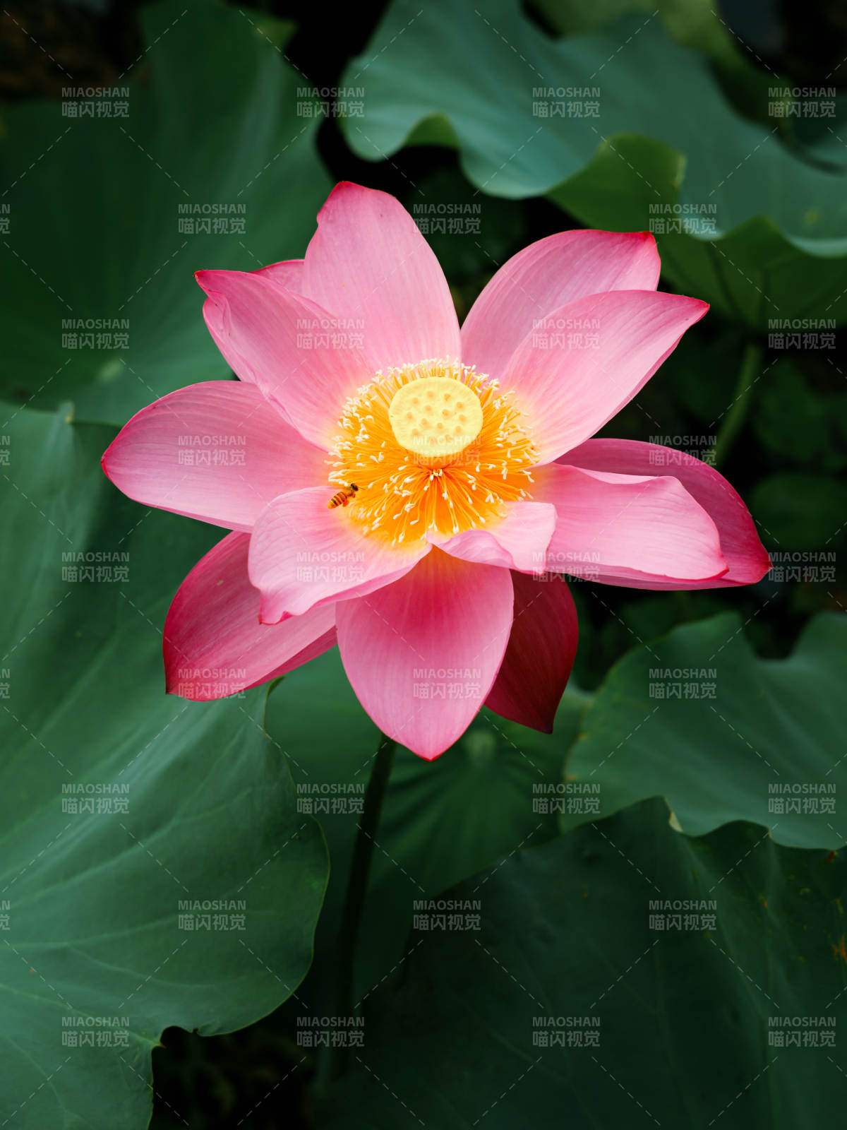 粉紅蓮花綻放于綠葉間