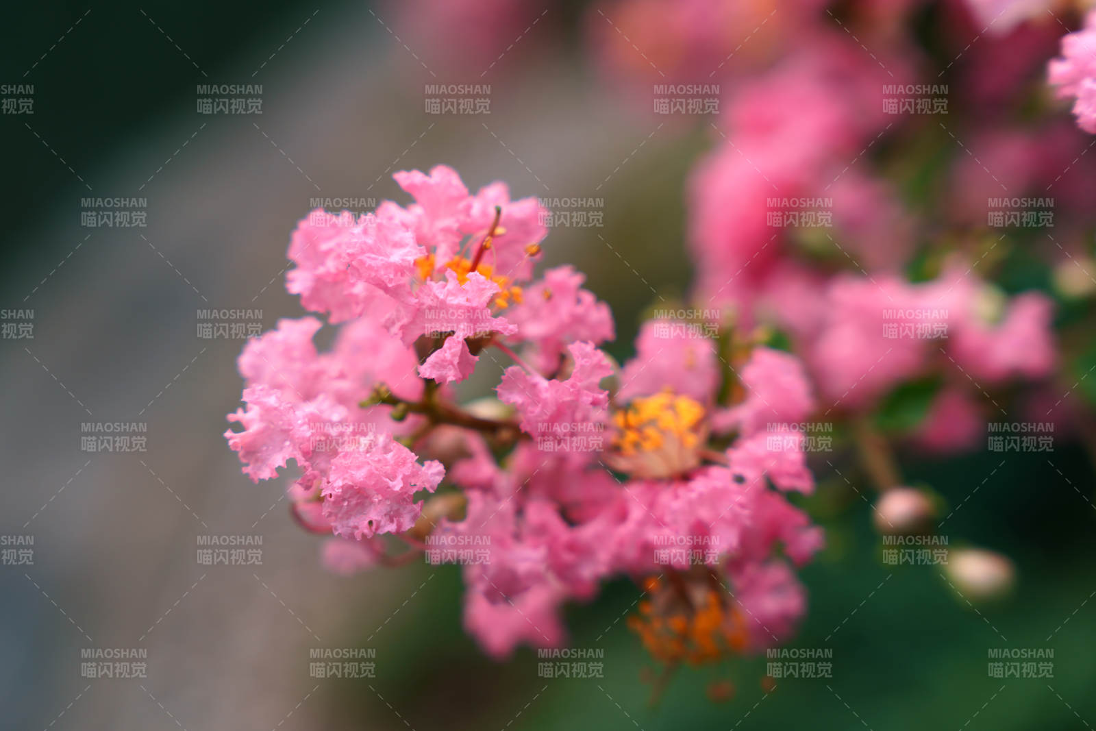 紫薇花的美麗瞬間