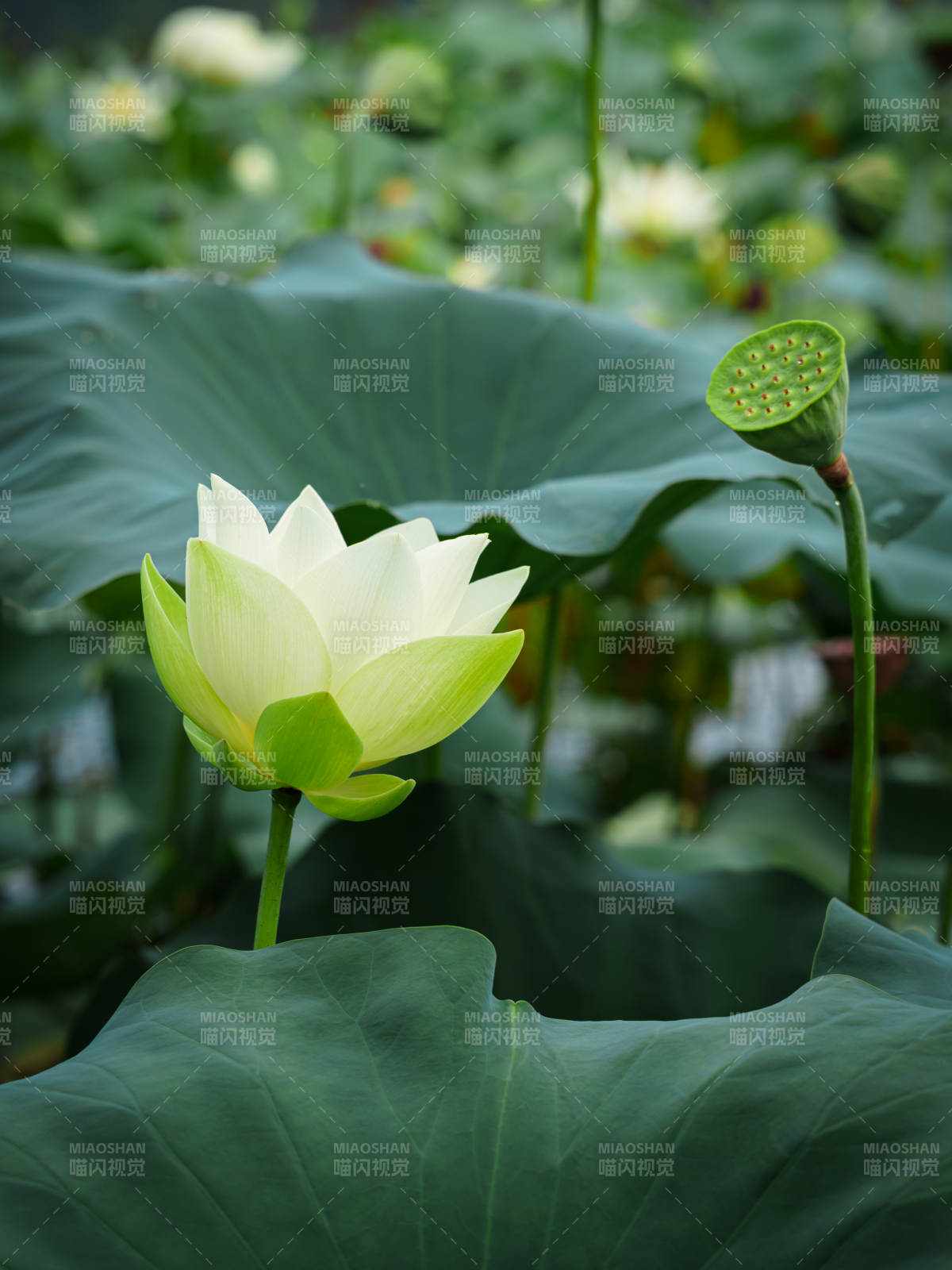 池塘中的蓮花盛開