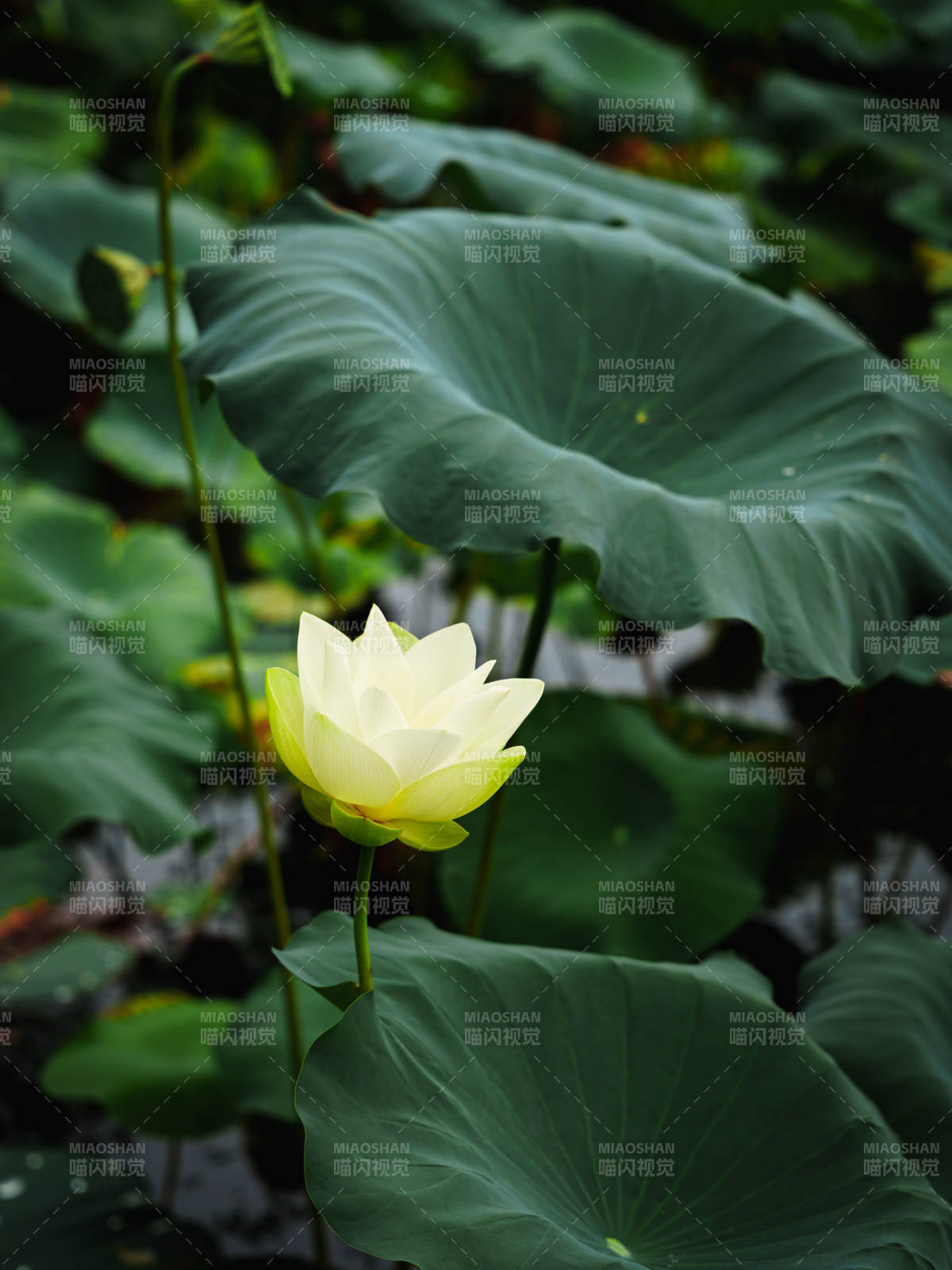 池中蓮花靜謐綻放