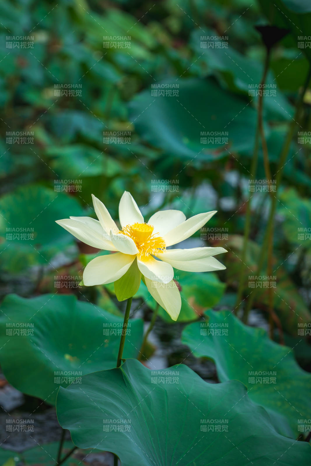 池塘中的白色蓮花