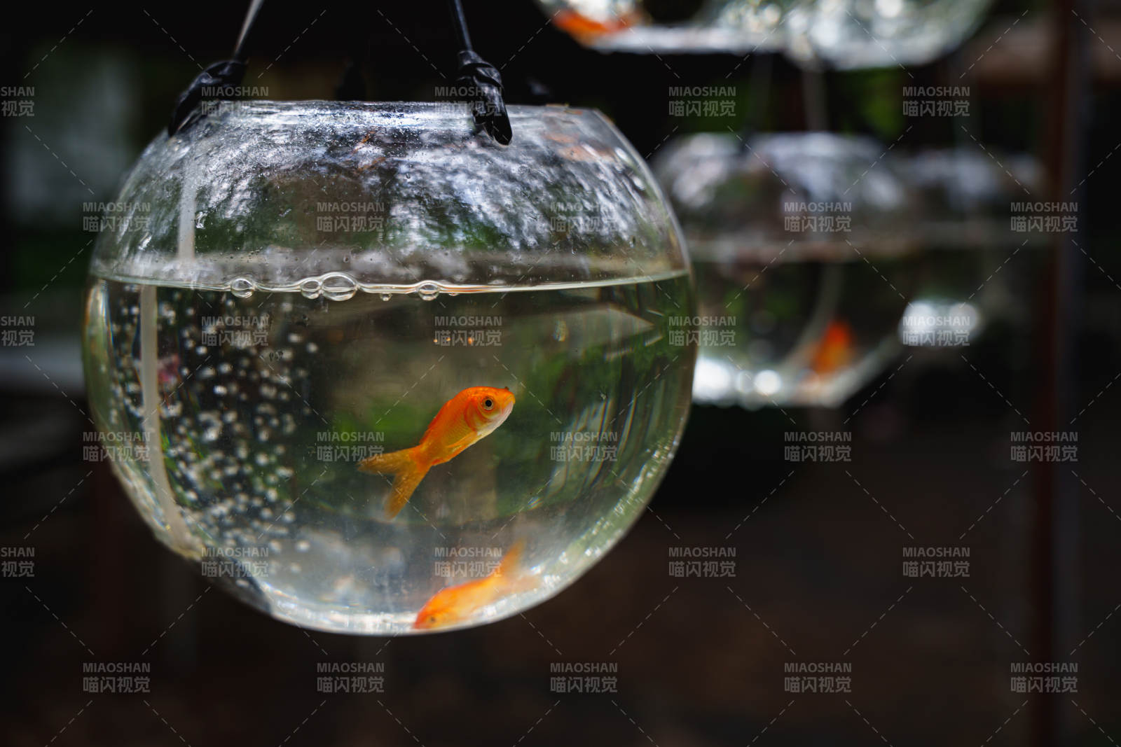 懸掛的魚缸中的金魚
