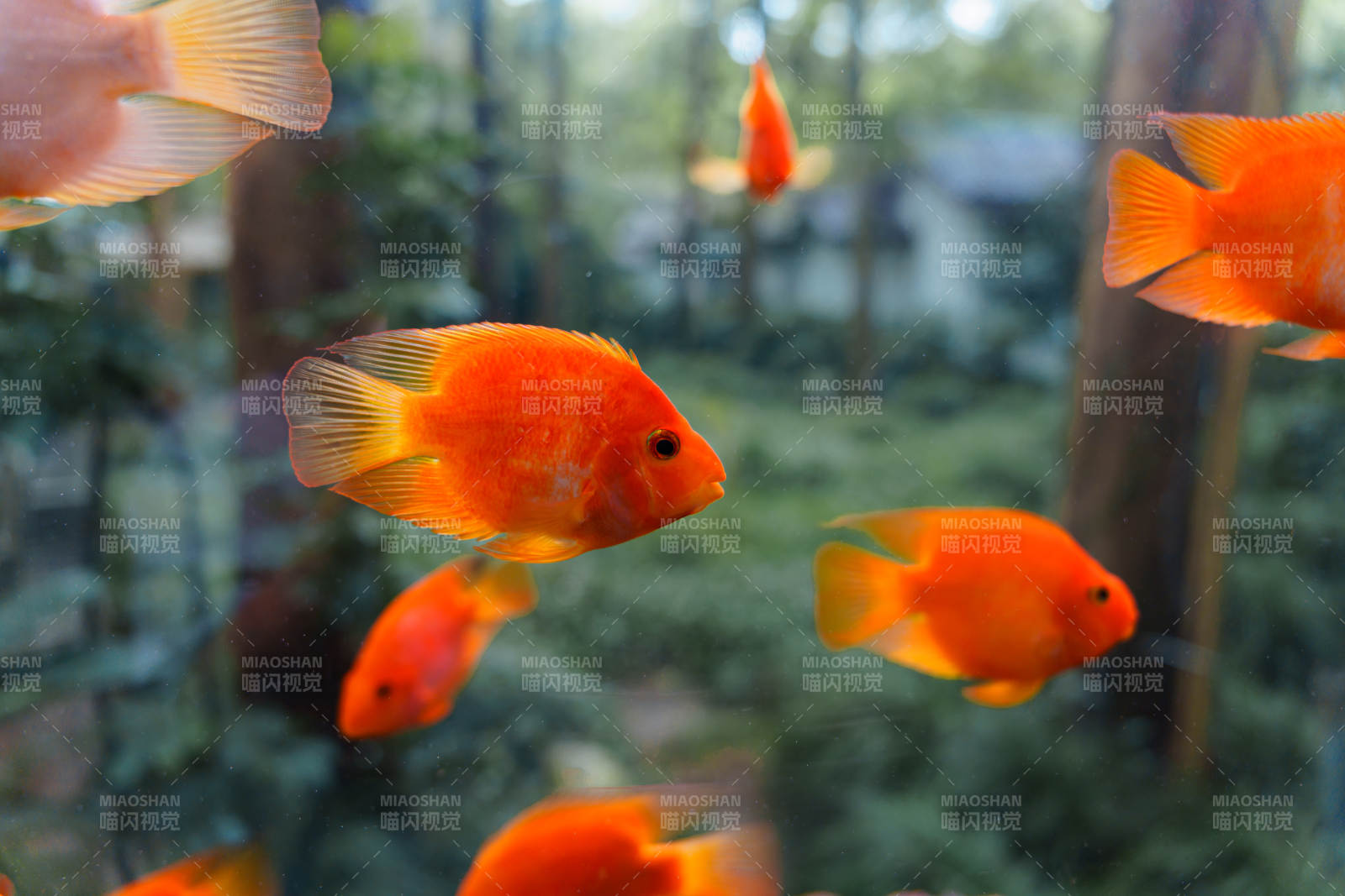 橙色金魚游動水中