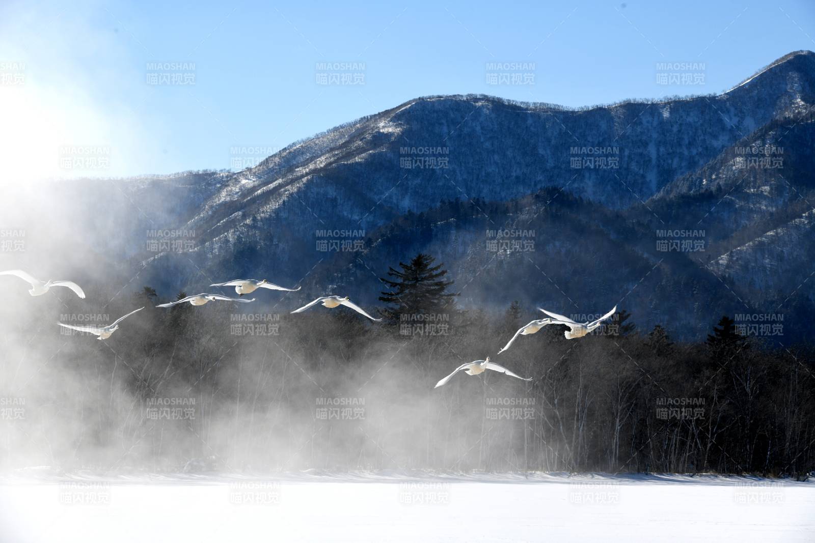 日本北海道冬日山間飛鳥掠影