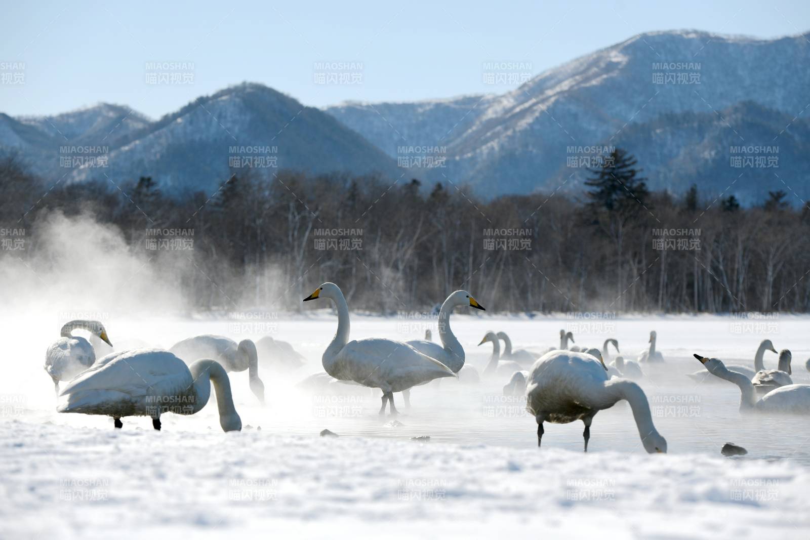 日本北海道雪地天鵝群山背景圖
