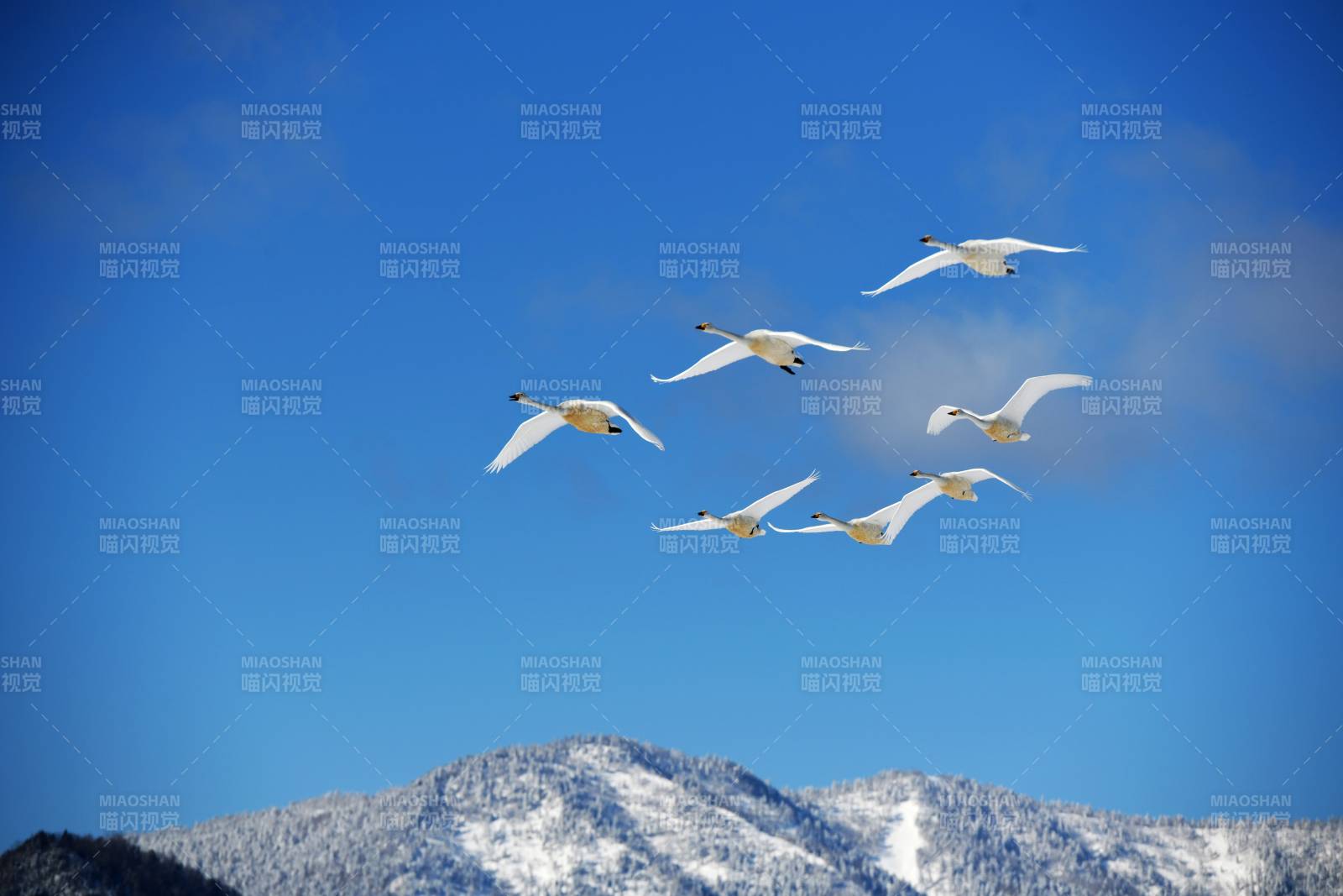 雪山上空飛翔的天鵝群