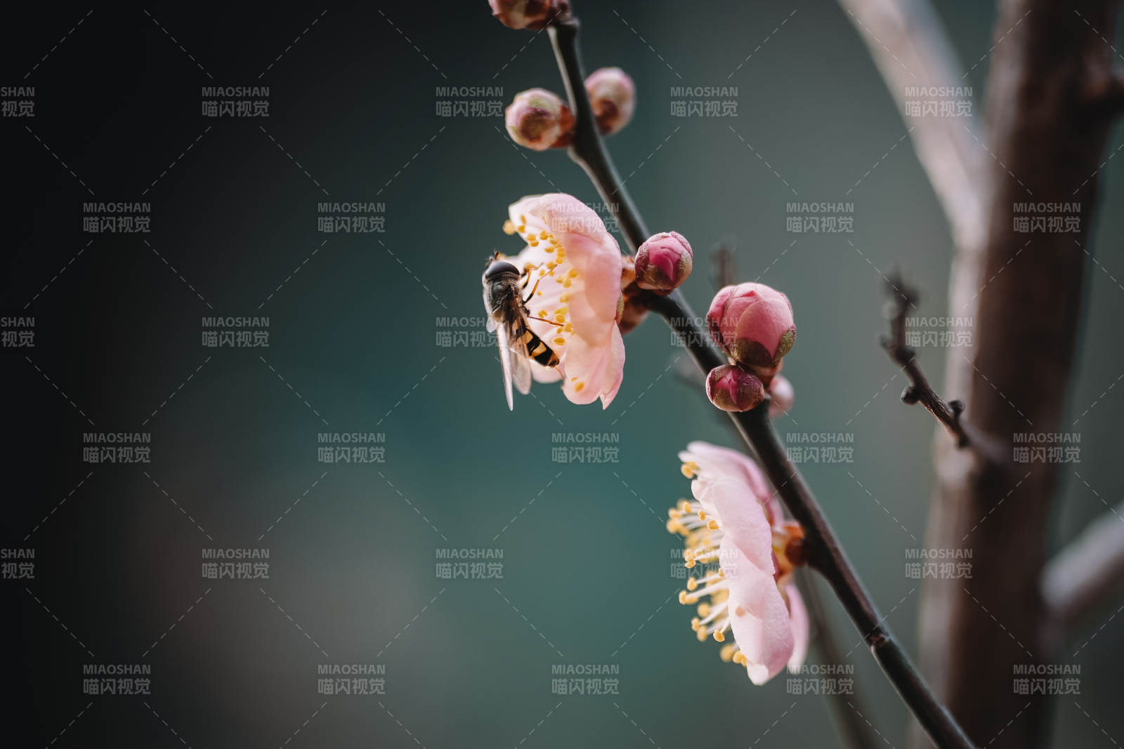 蜜蜂采蜜 花枝綻放