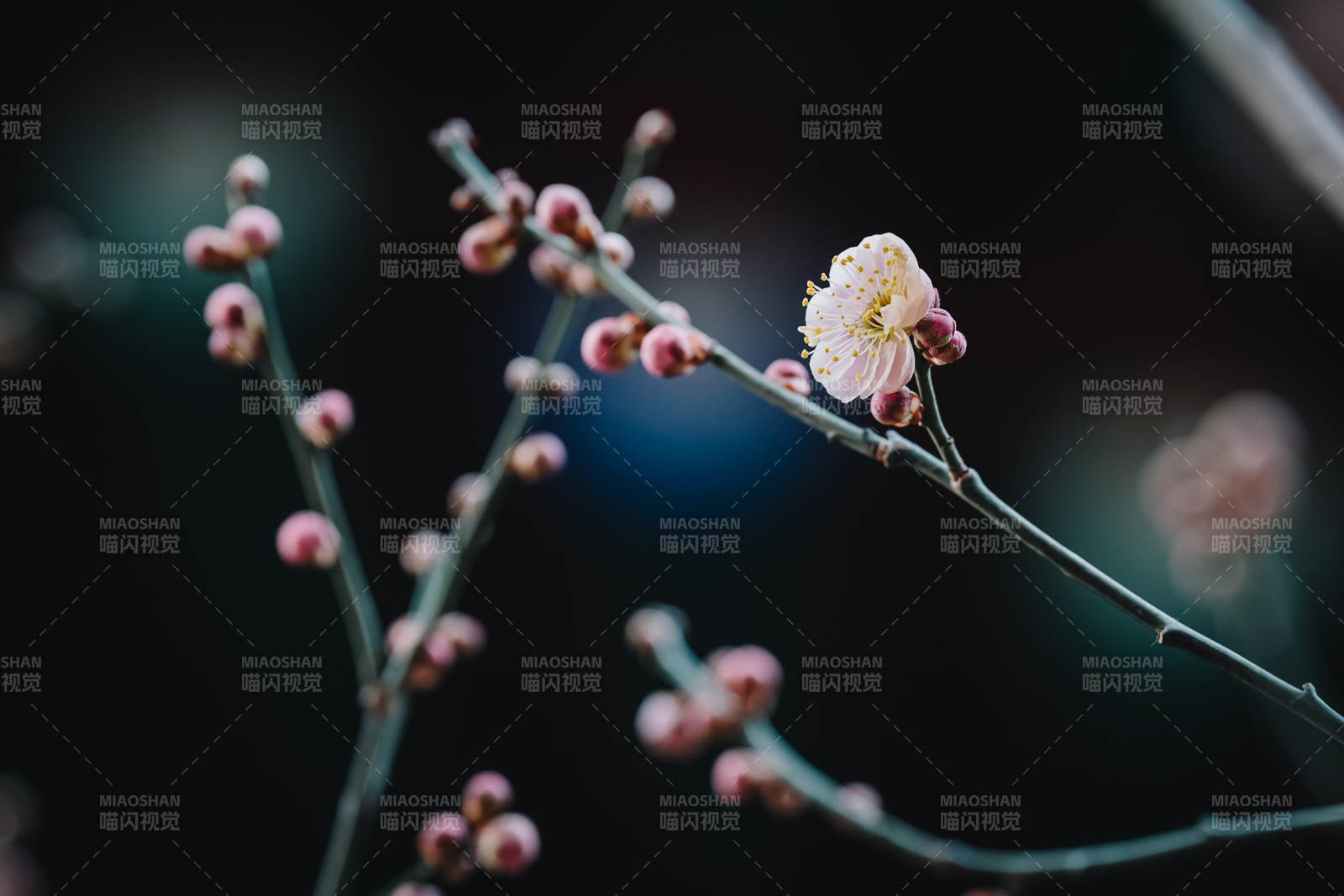 冬日梅花悄然綻放