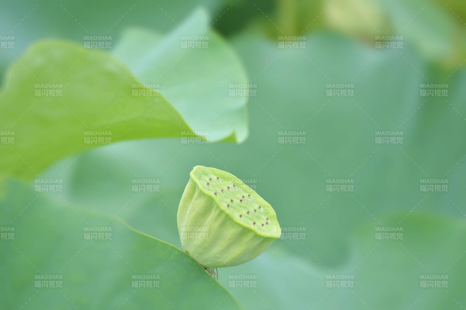 蓮蓬初成 綠葉相伴