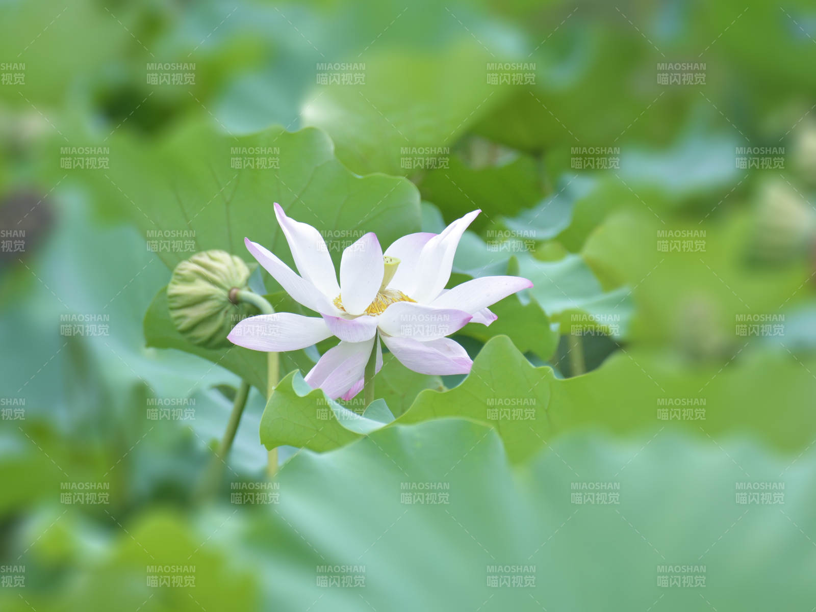 蓮花綻放 綠葉相伴