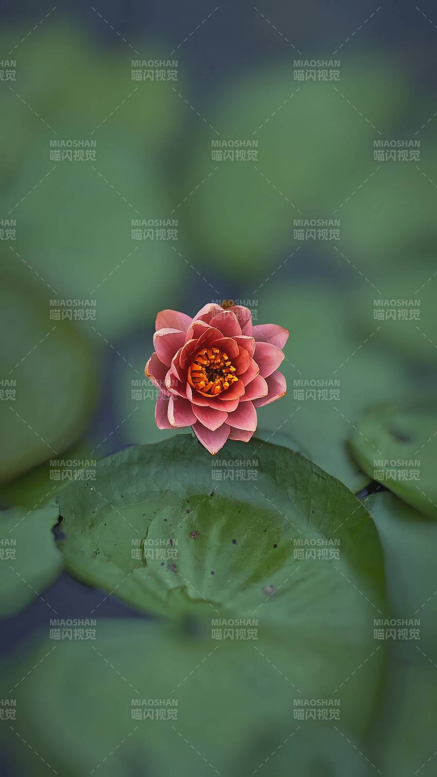 池中蓮花靜謐綻放