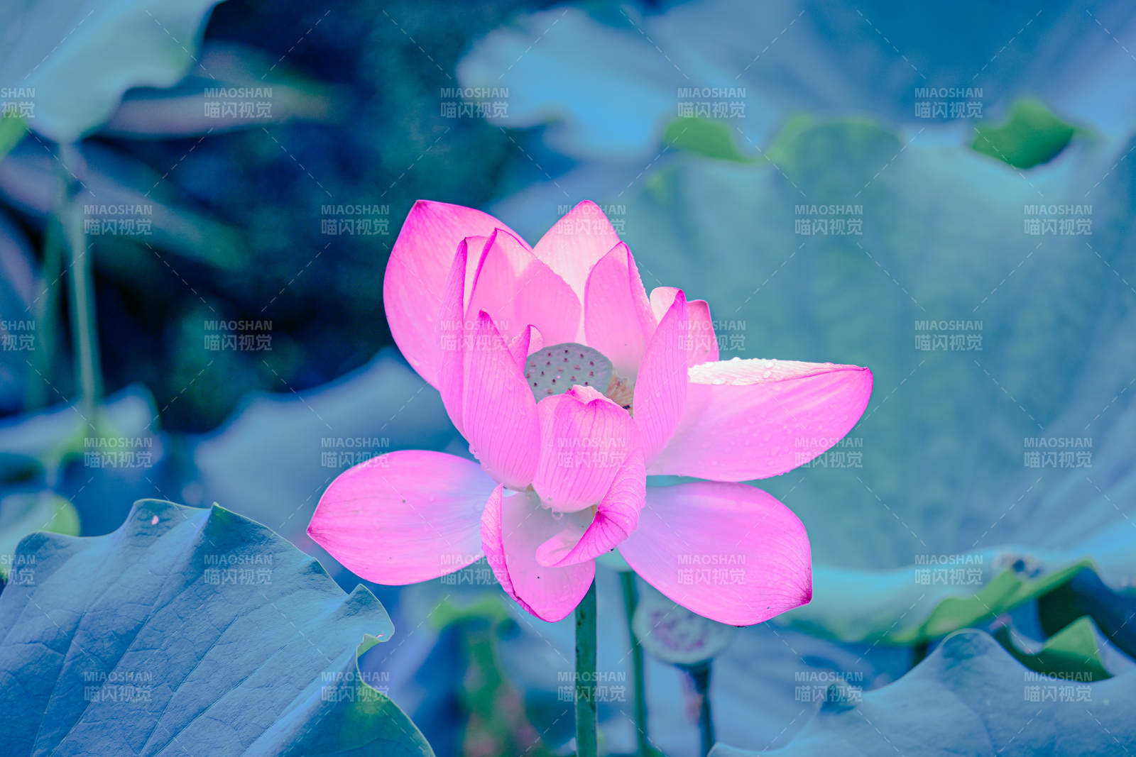 粉色蓮花靜謐綻放