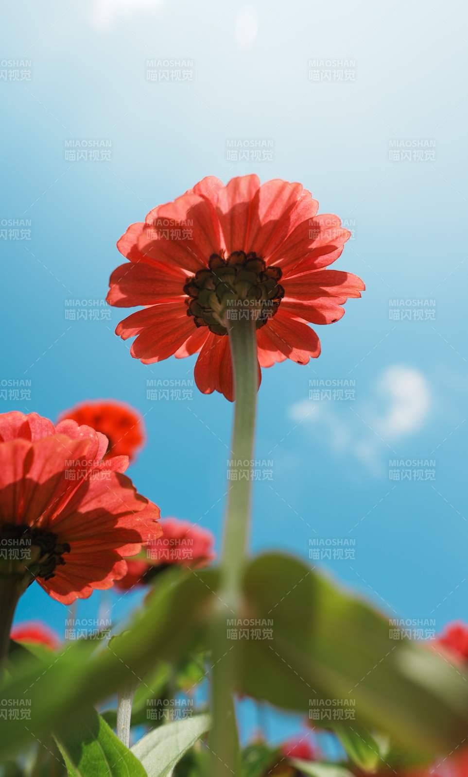 藍(lán)天下的紅色花朵