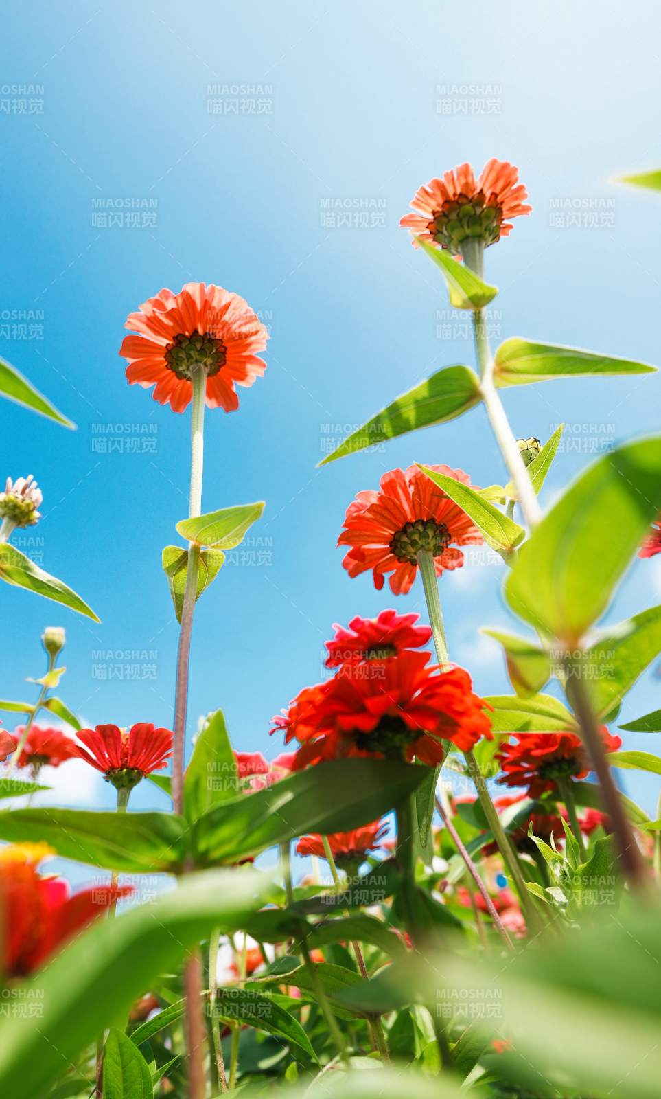 藍天下的紅色雛菊