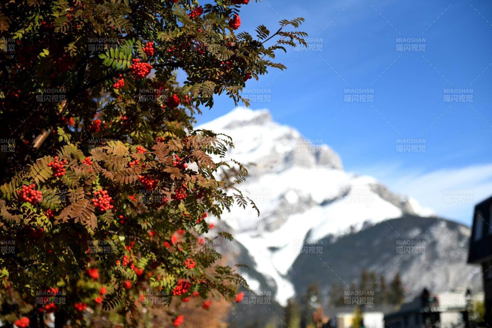 秋日山景與紅葉點綴