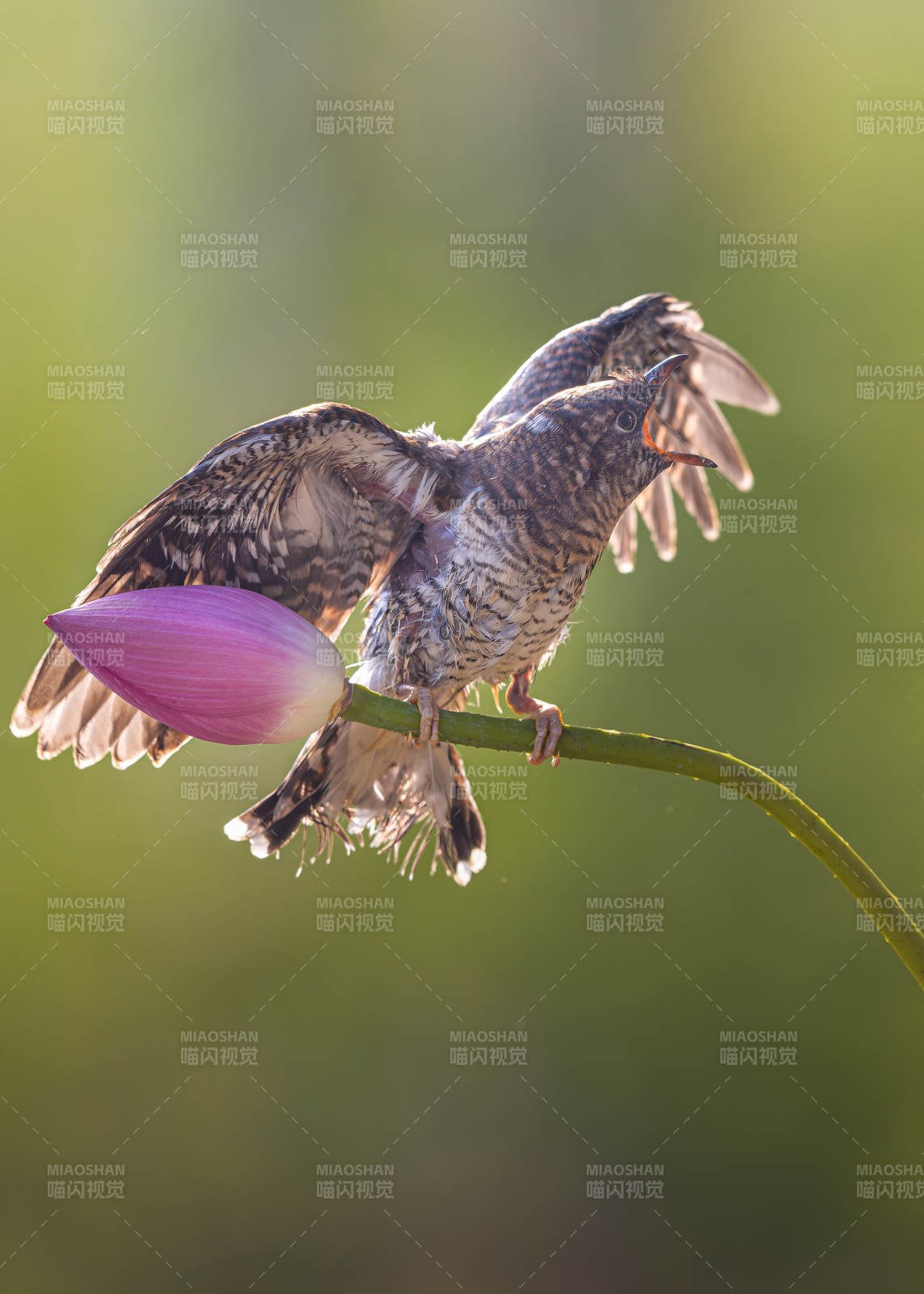 鳥(niǎo)兒棲息蓮花上展翅