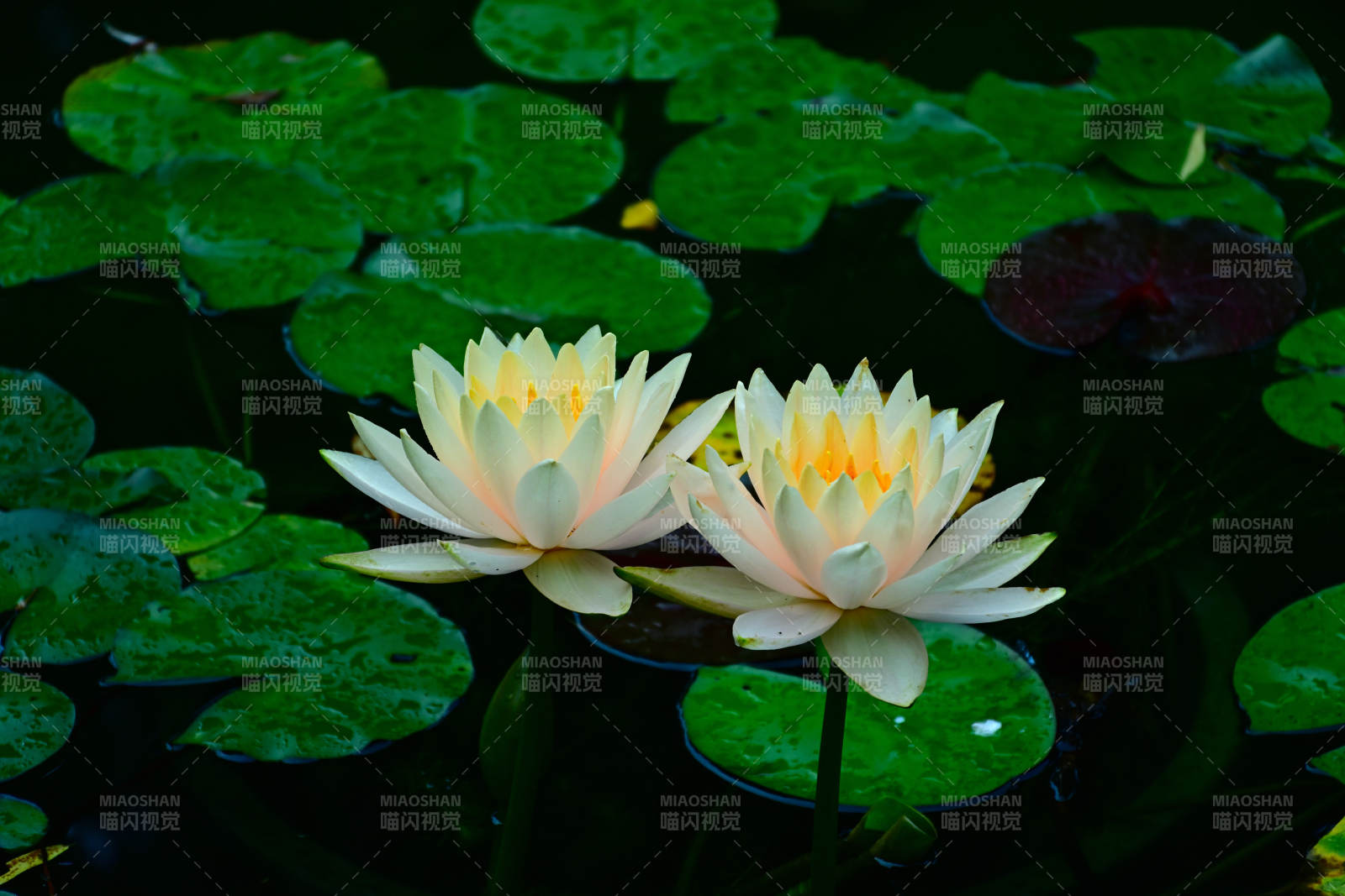 池塘中的兩朵蓮花