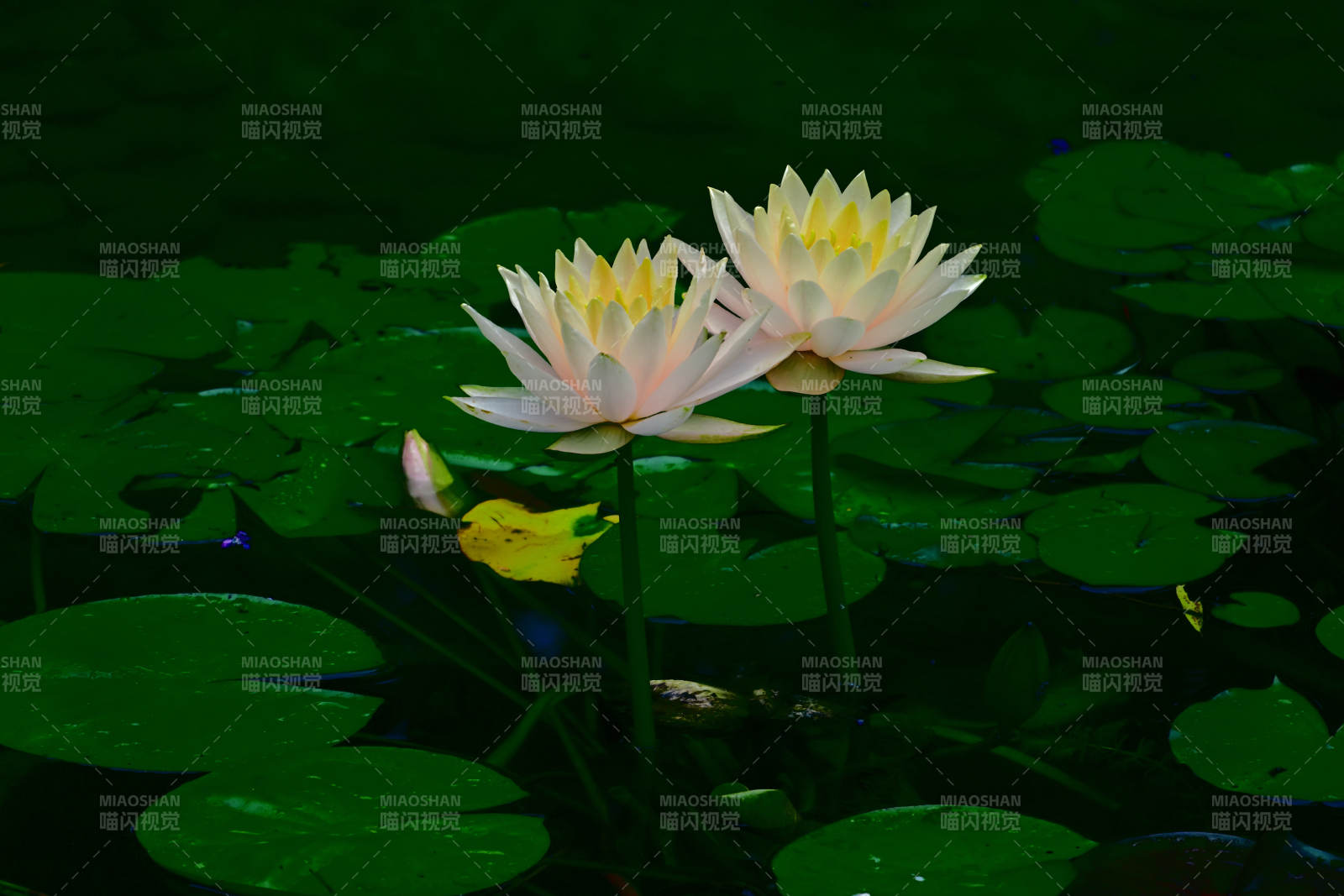 池中蓮花靜謐綻放
