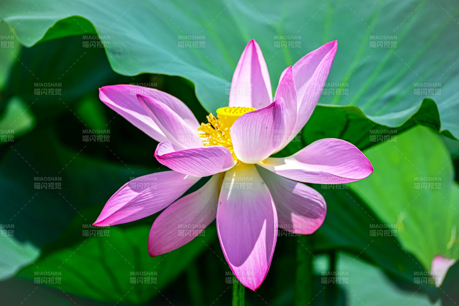 粉色蓮花綻放于綠葉間