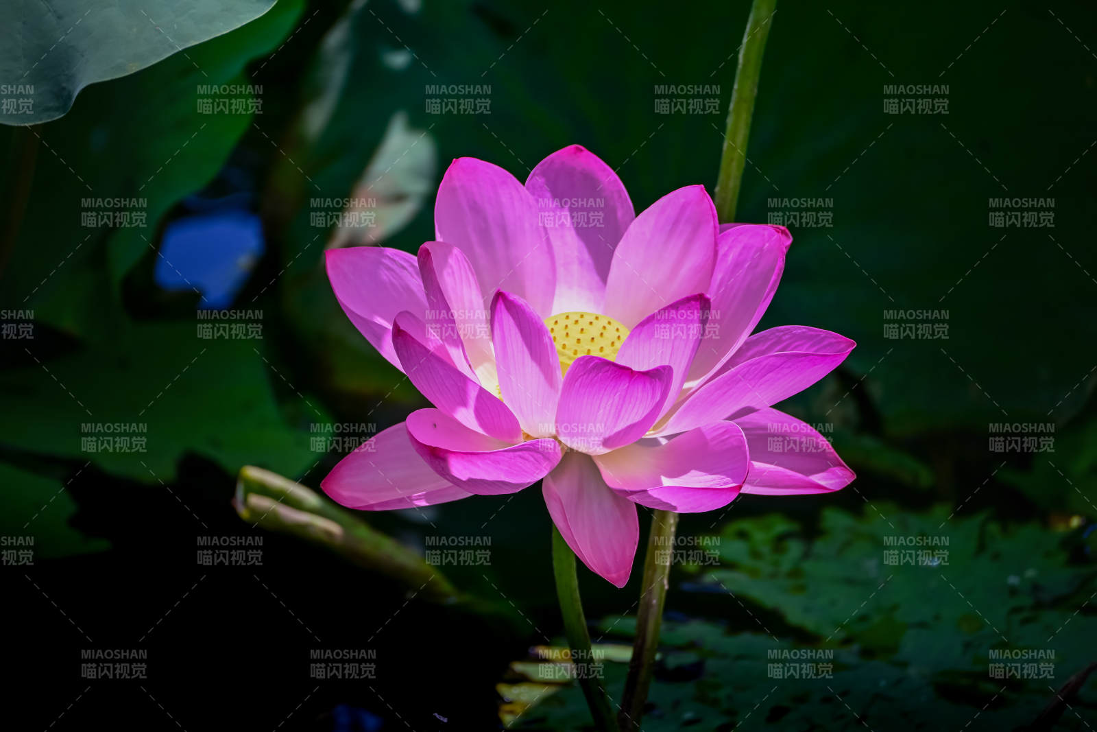 粉嫩蓮花靜謐綻放