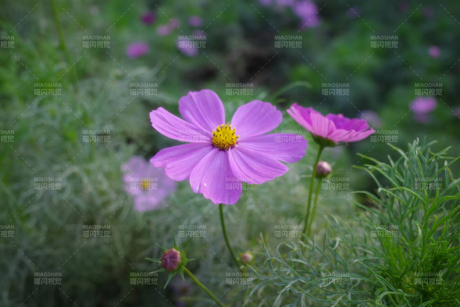 粉色花朵在綠葉中綻放