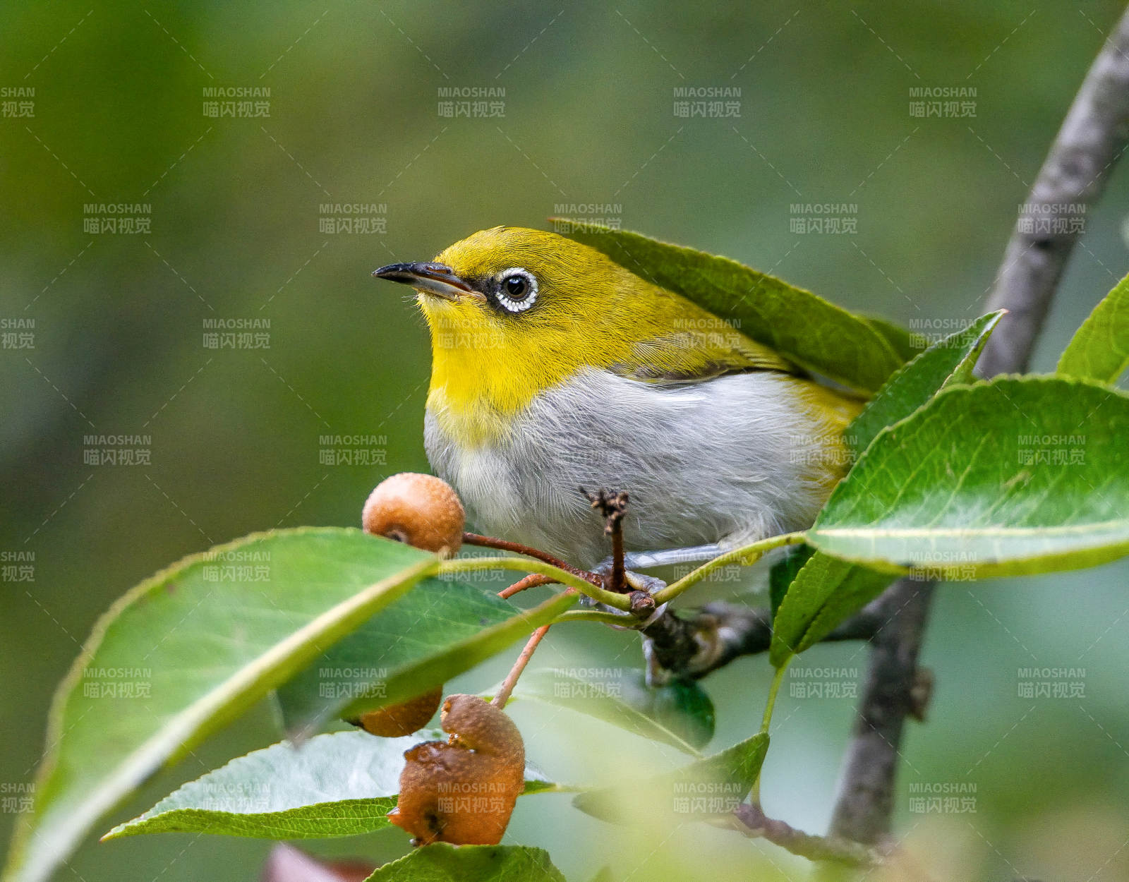 綠背繡眼鳥棲息枝頭