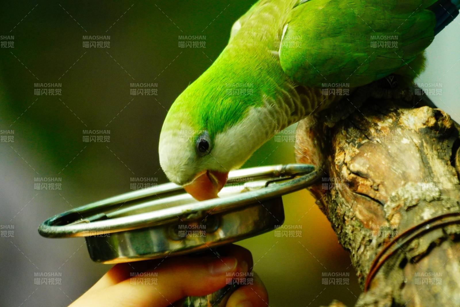 綠鸚鵡啄食金屬盤