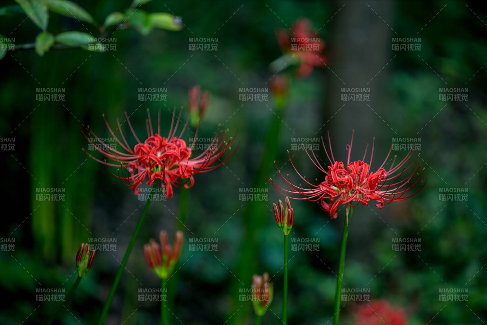 紅花彼岸 靜謐綻放