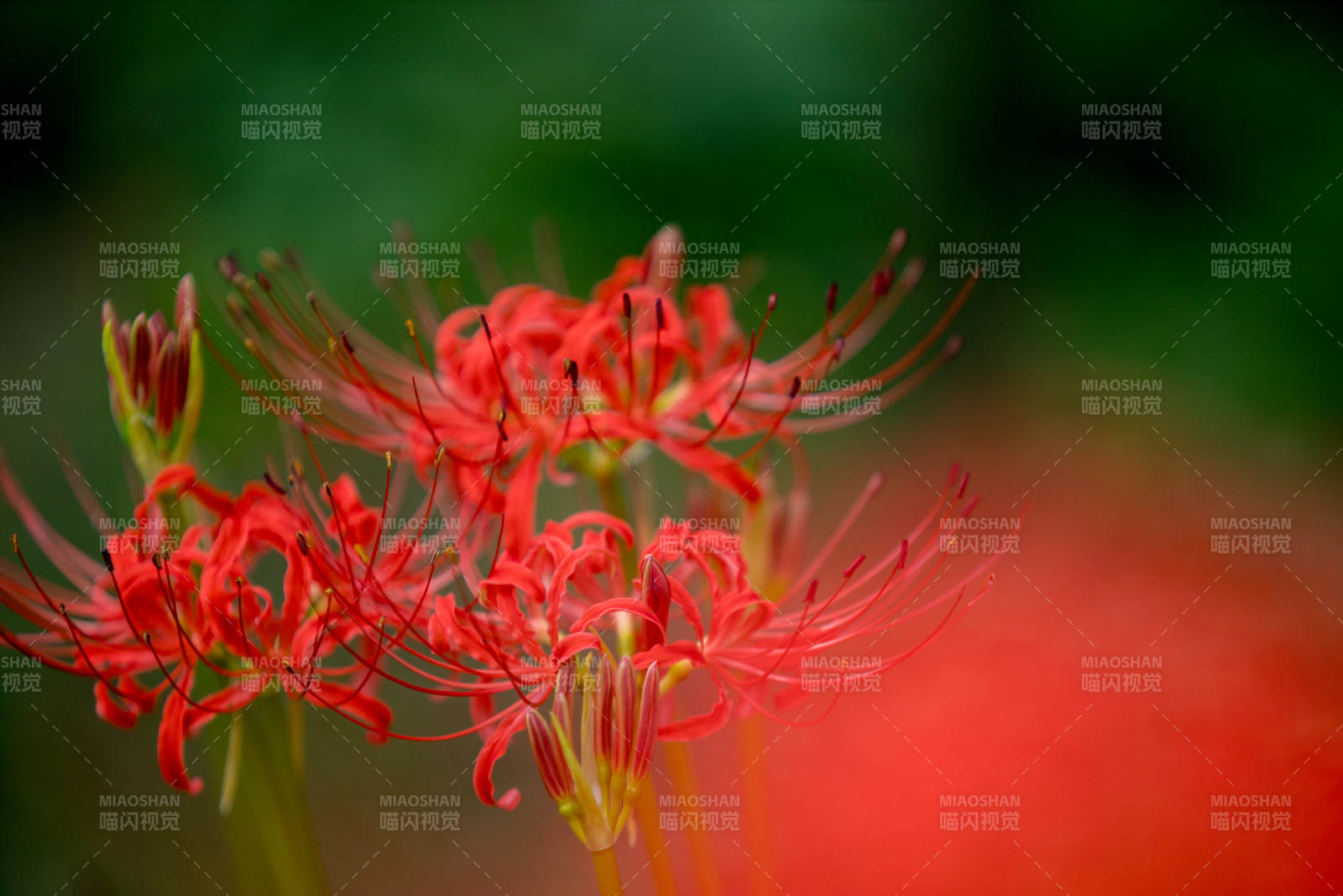 紅花彼岸 秋日綻放