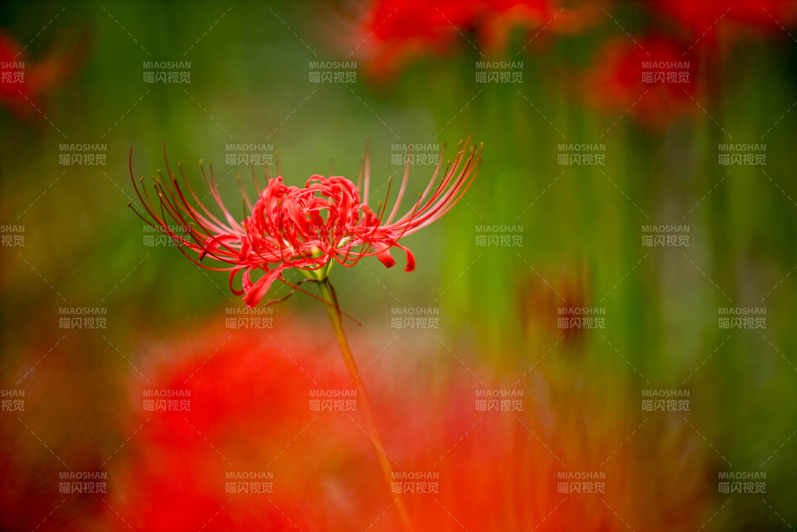 紅花綻放 綠葉映襯