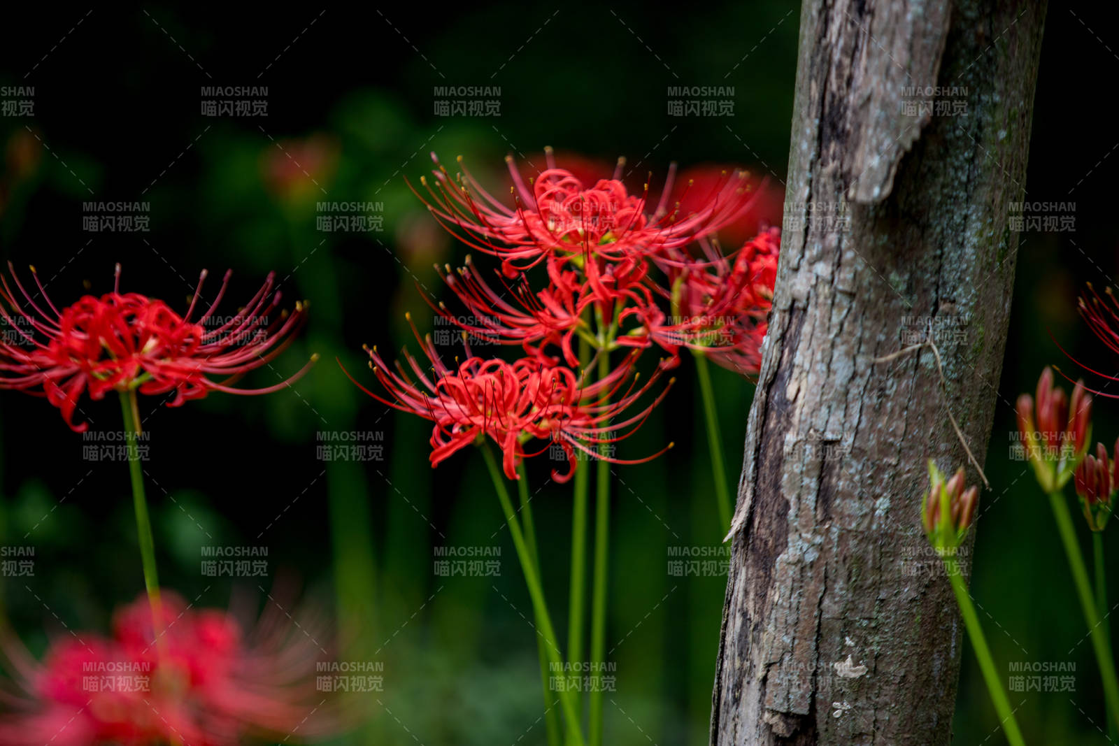 紅花彼岸 靜謐林間