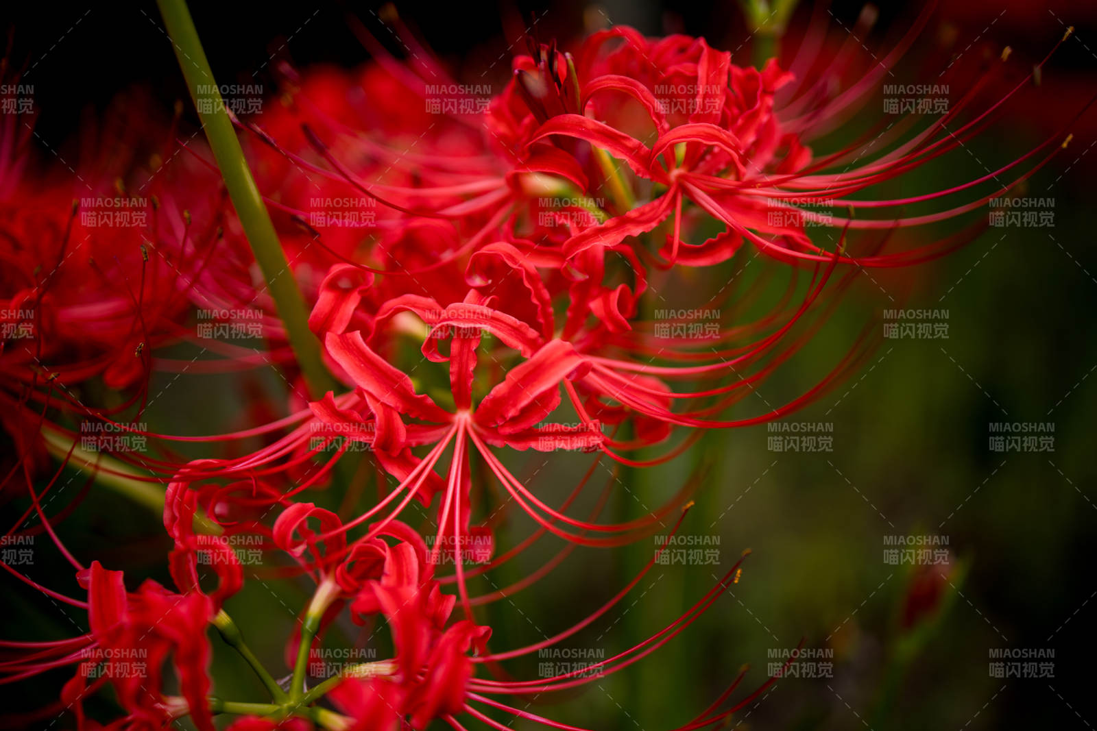 紅花彼岸 綻放熱烈
