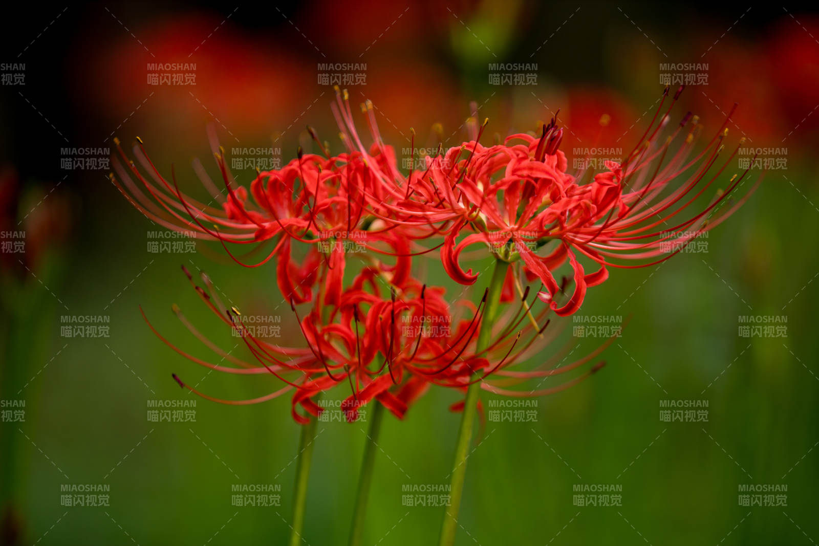 紅花彼岸 秋日綻放