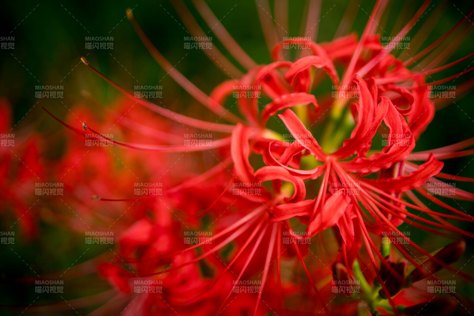 紅色彼岸花的綻放瞬間